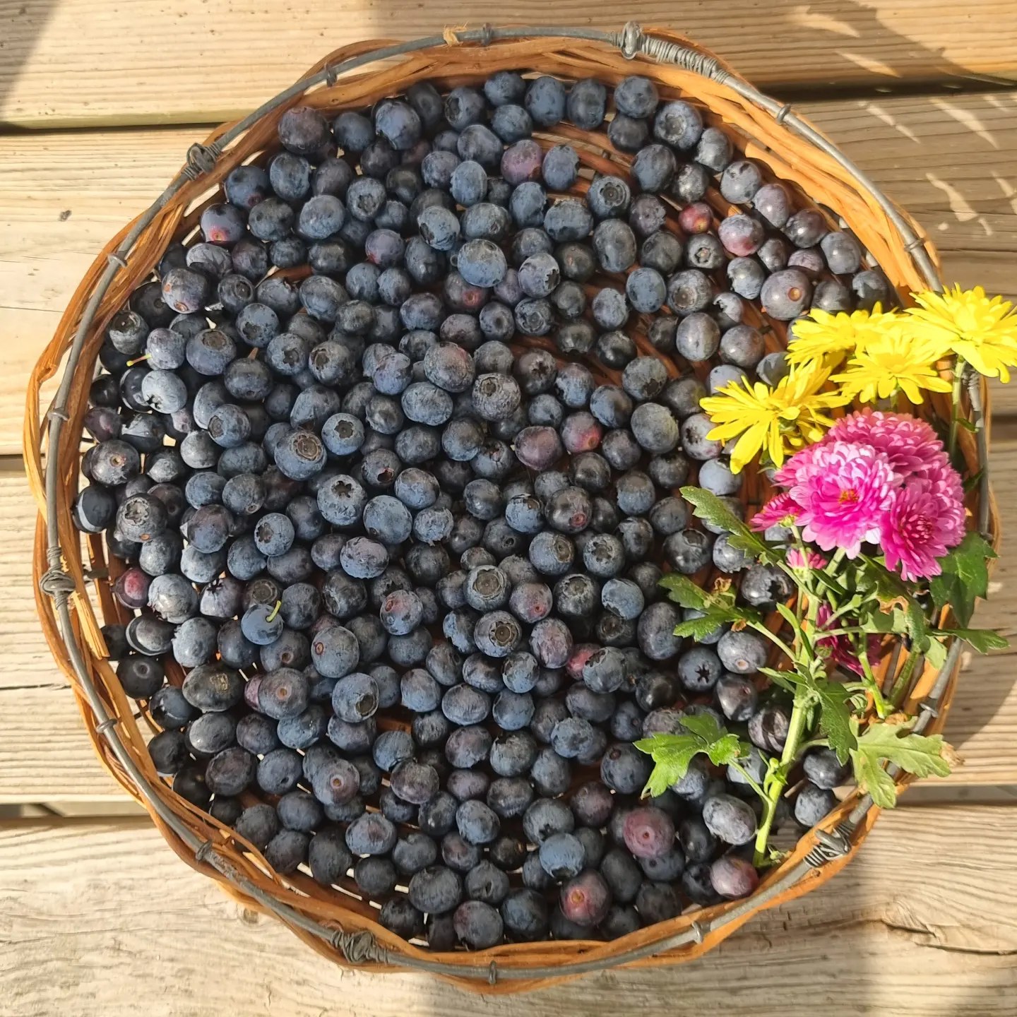 Korg med blåbär 