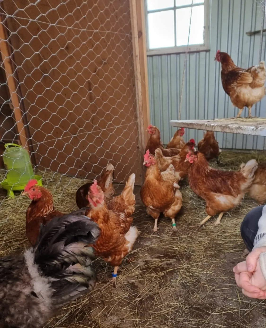 Judit med gårdshöns