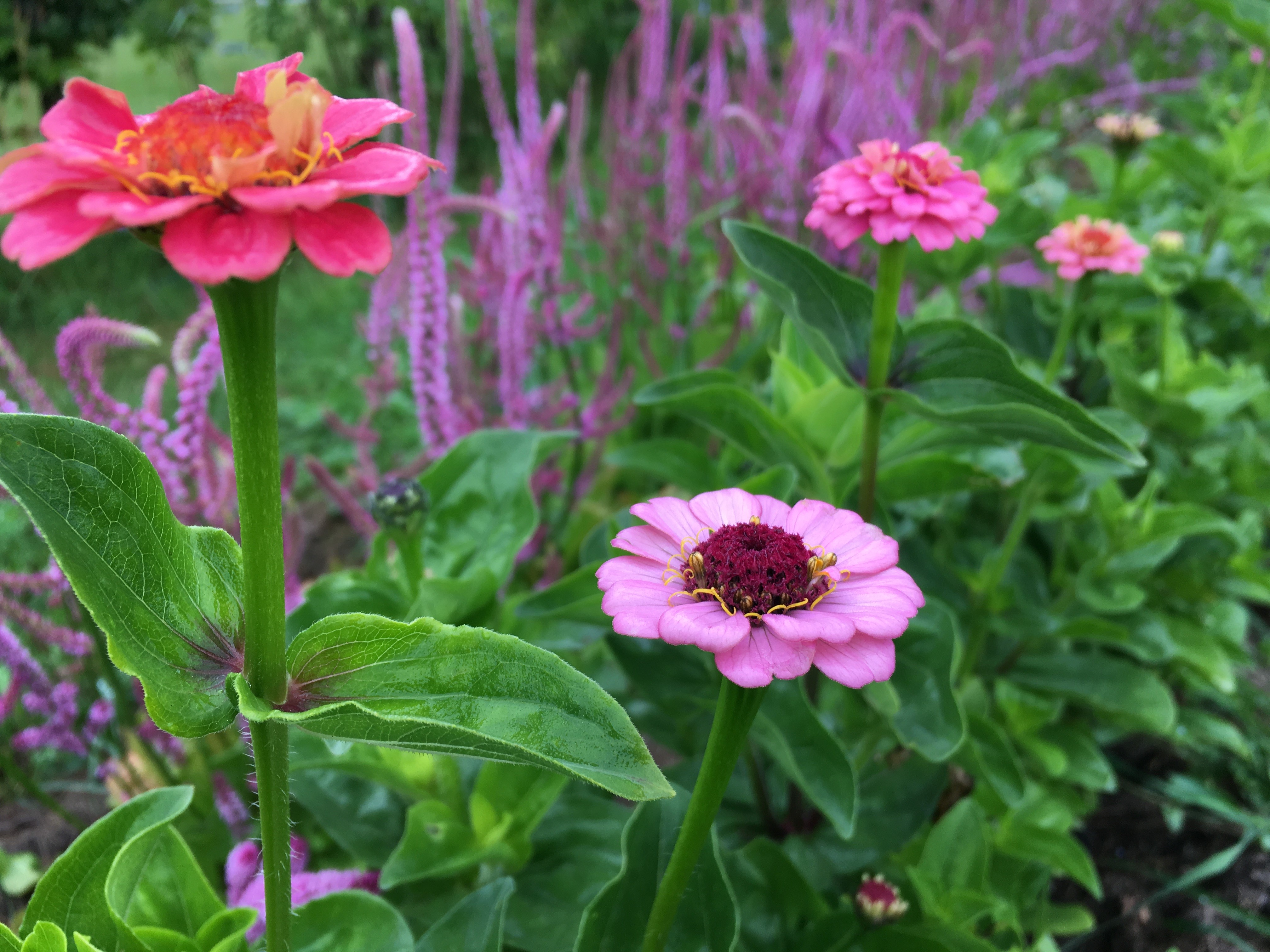 Sänneryd Trädgård