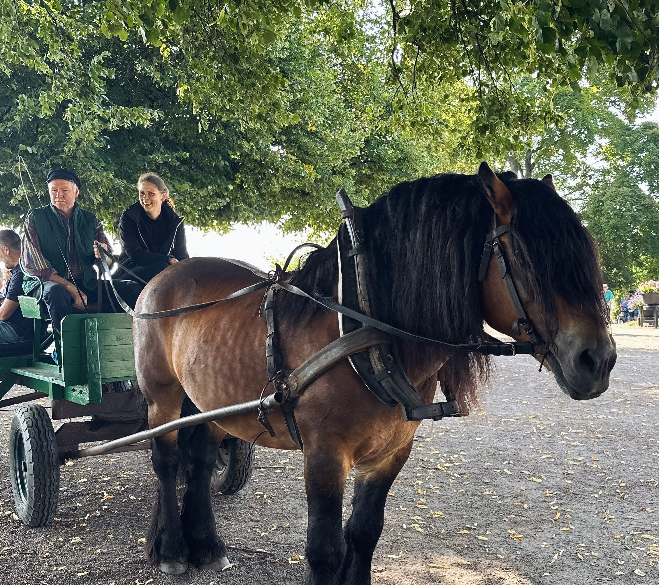 Stadsparksdagen i Hjo - häst och vagn 