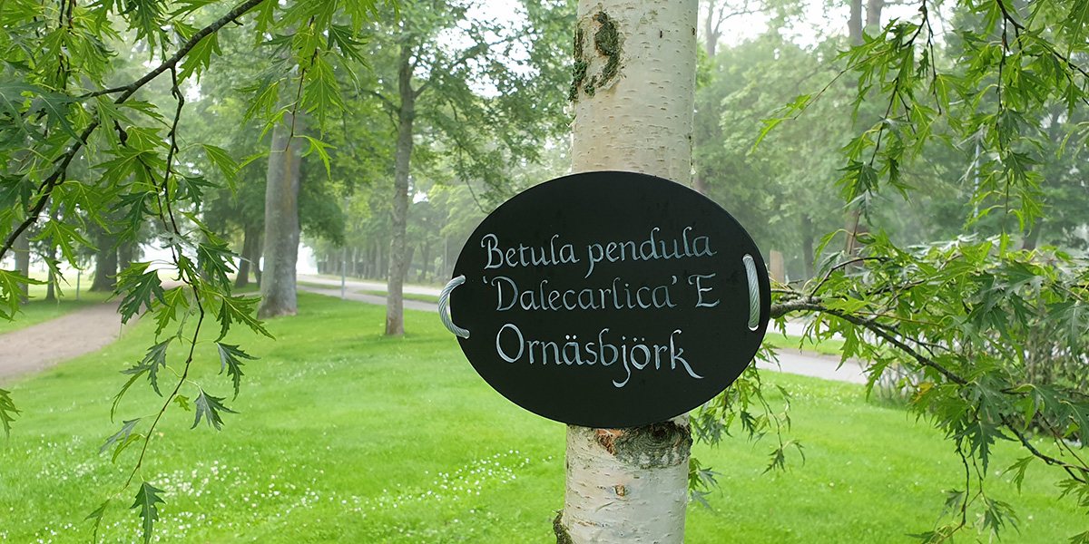 Björk i Botan Skara