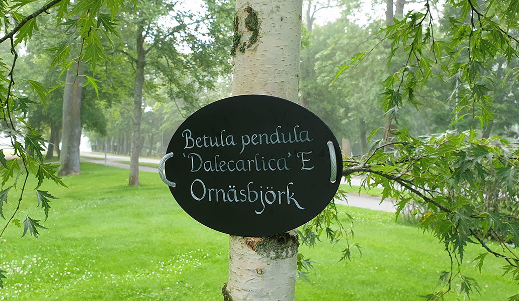 Björk i Botan Skara