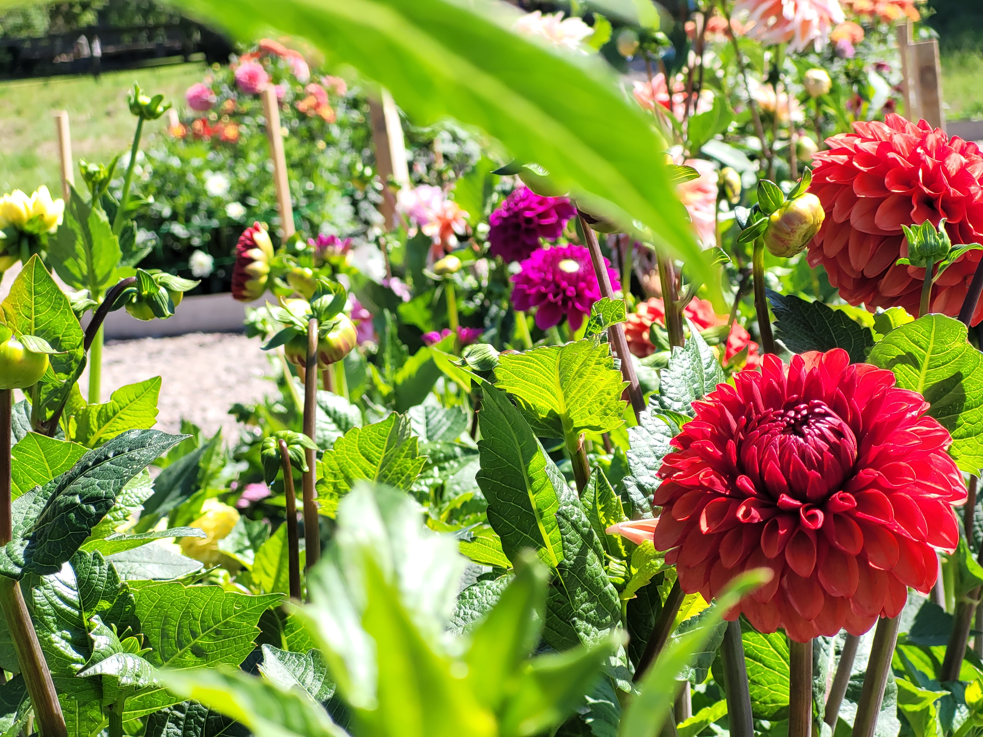Close up picture of a flowerbed with red and purple dahlias.