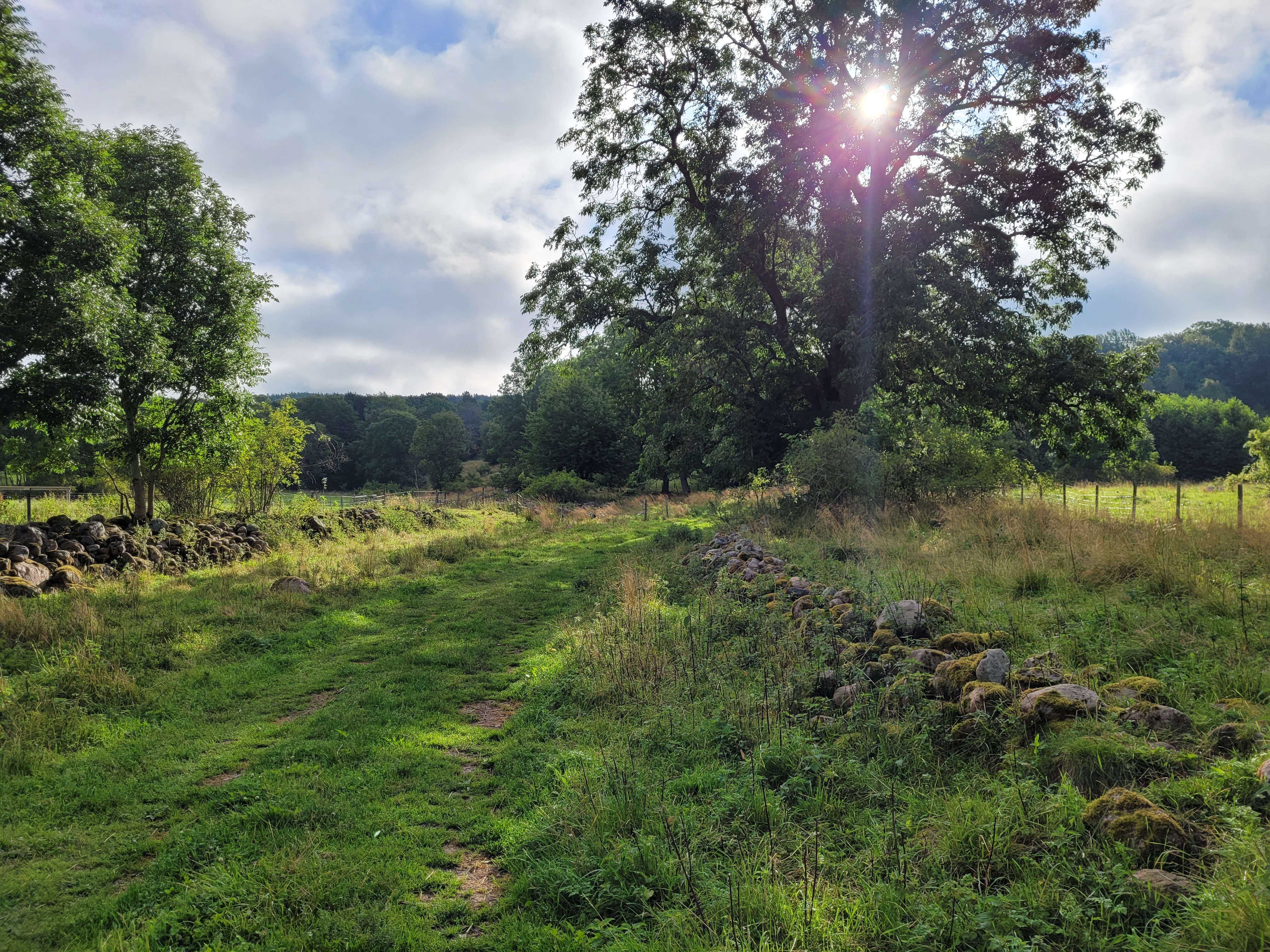 Gräsväg kantad av stenmurar.