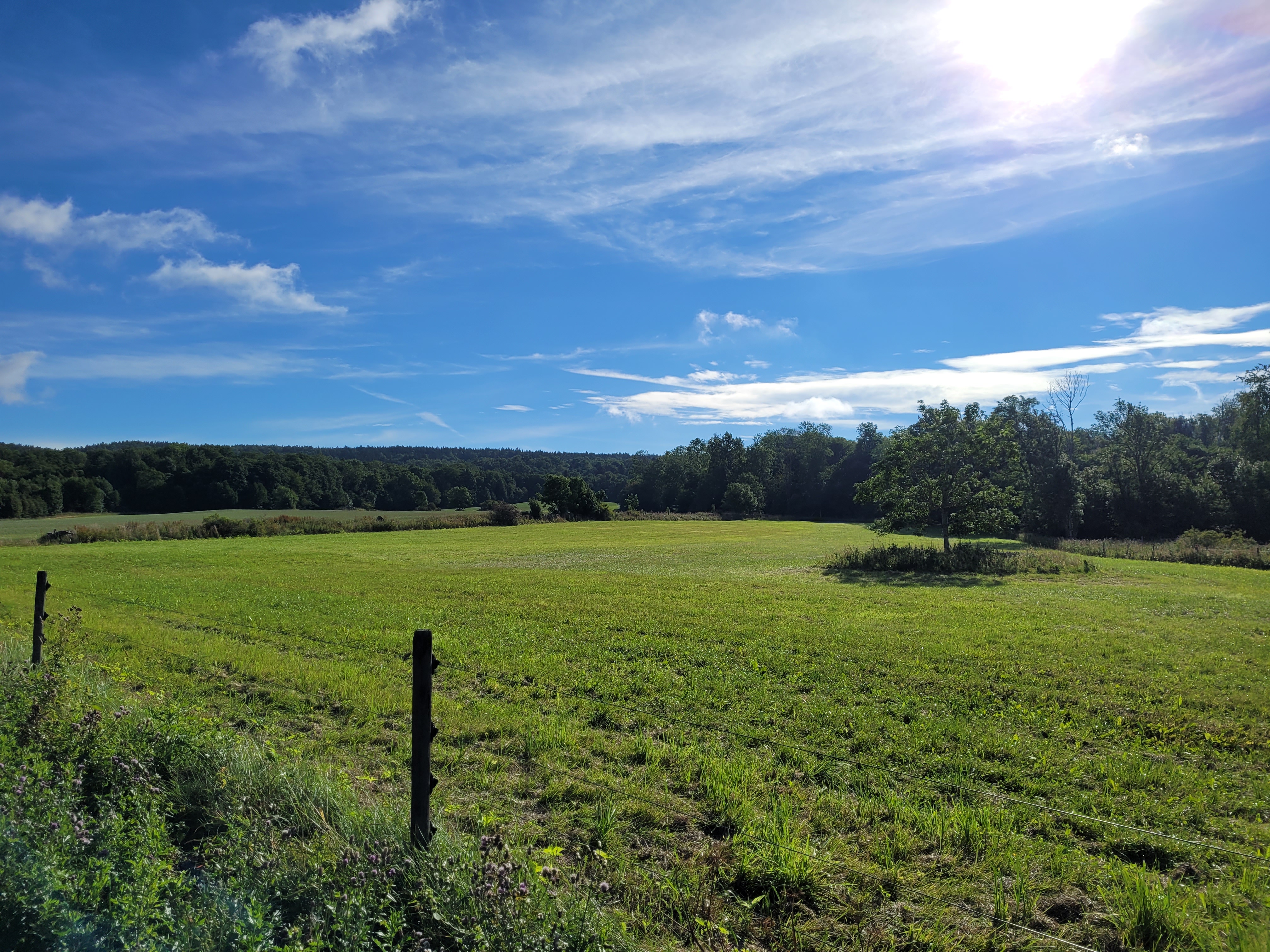 Ett grönt åkerlandskap som badar i solsken. 