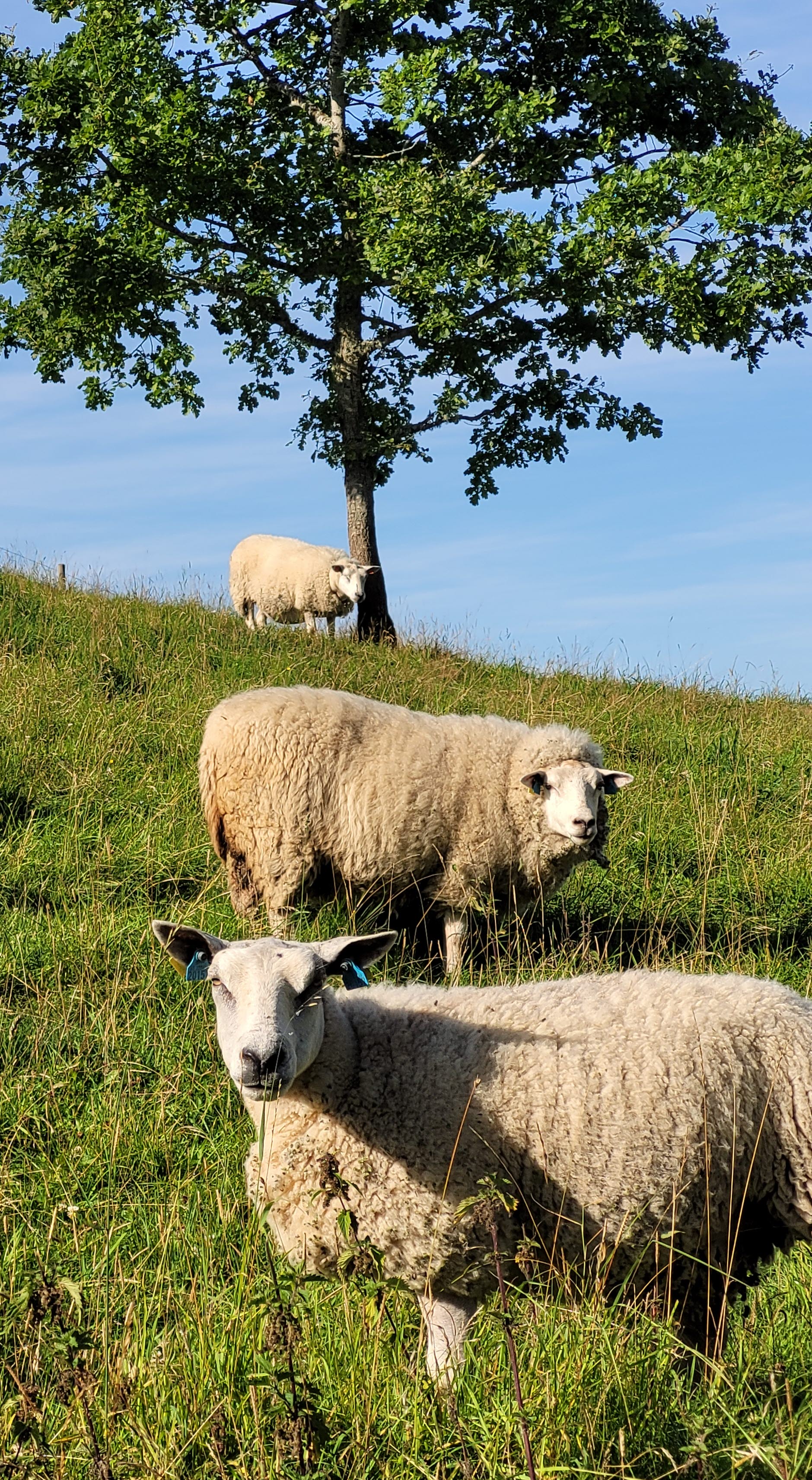 Fyra vit får på en gräskulle.