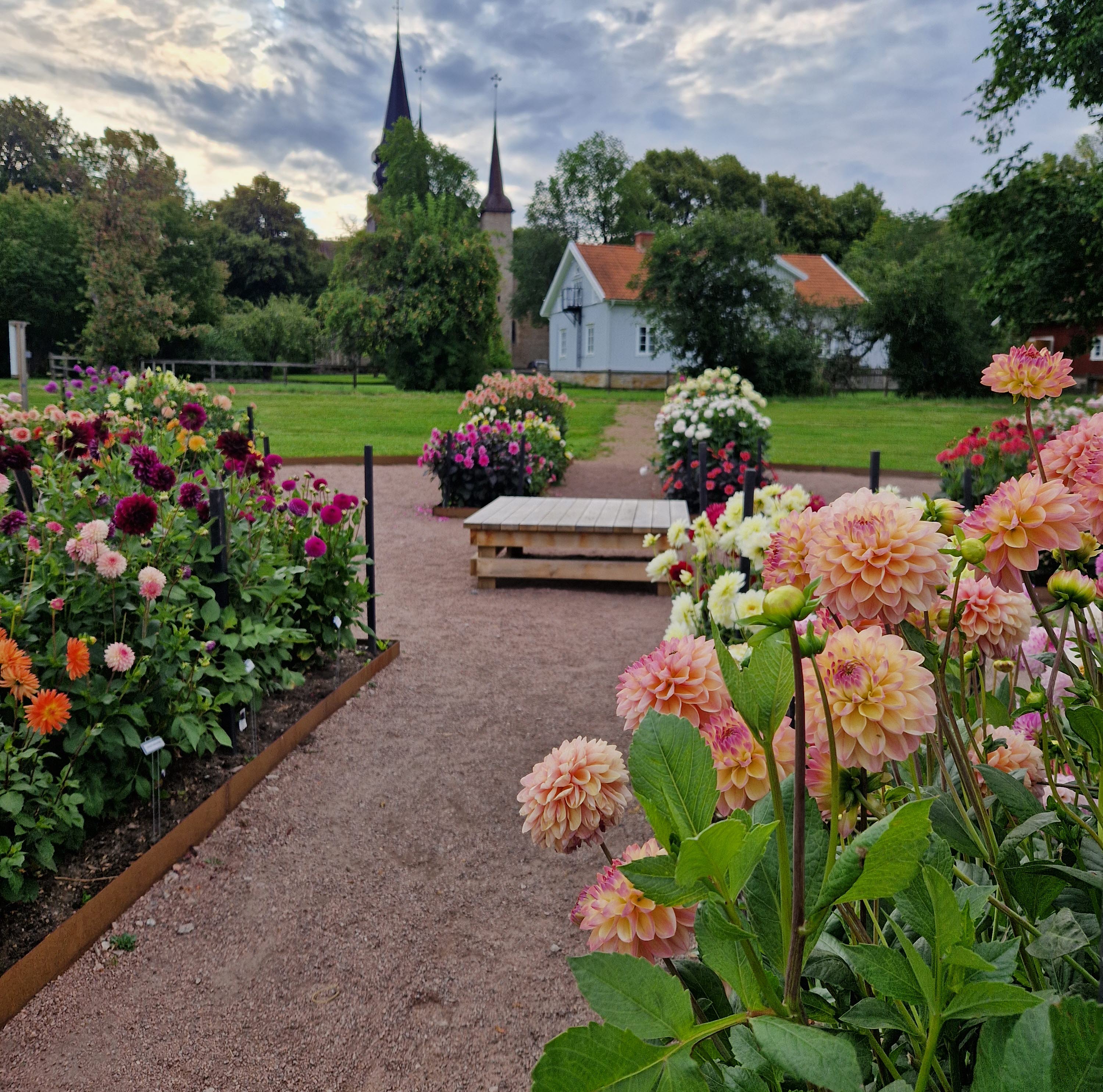 Dahliarabatt med klosterkyrkan i  Varnhem i bakgrunden.