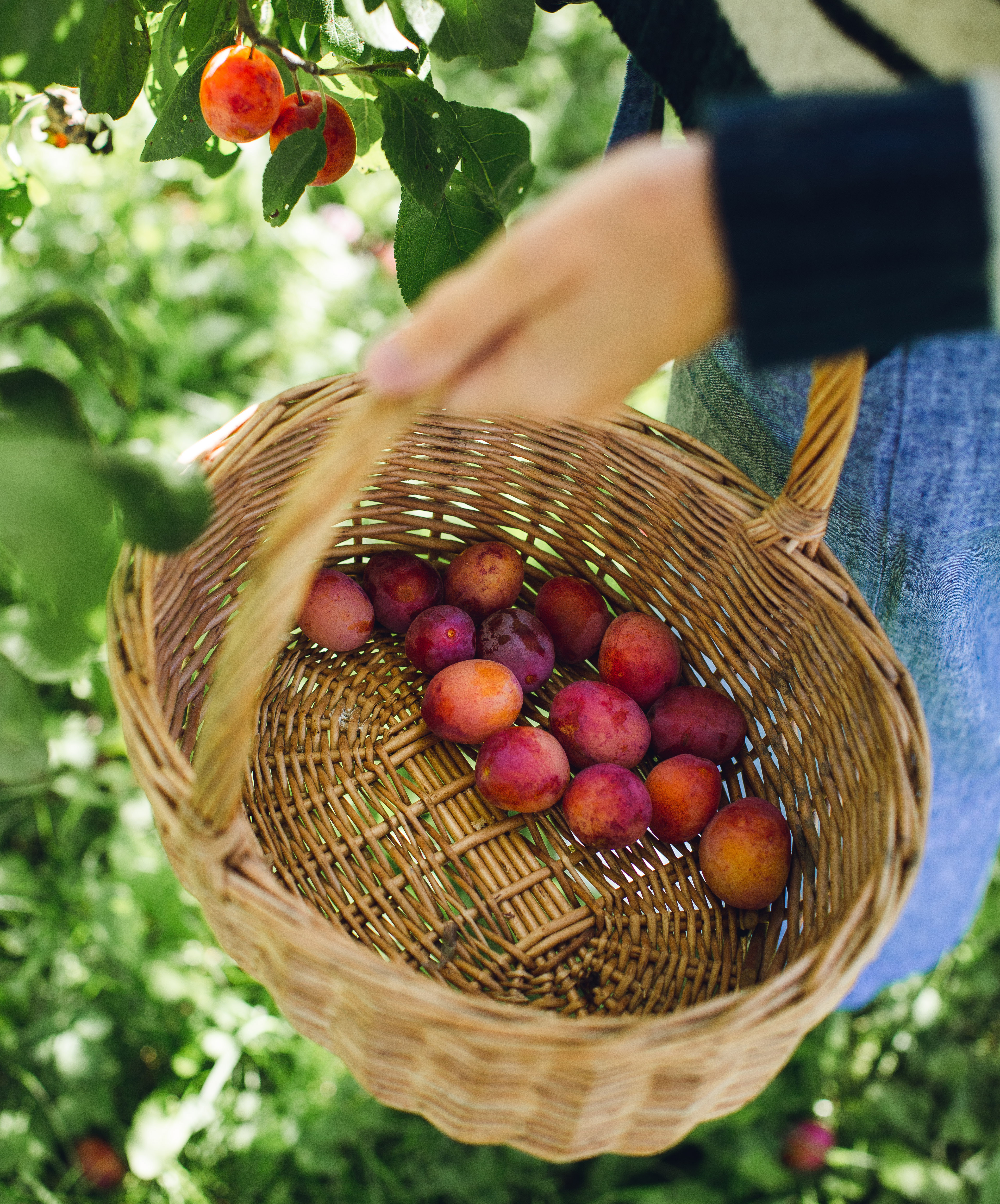 En korg med plommon. En hand håller i korgen. 