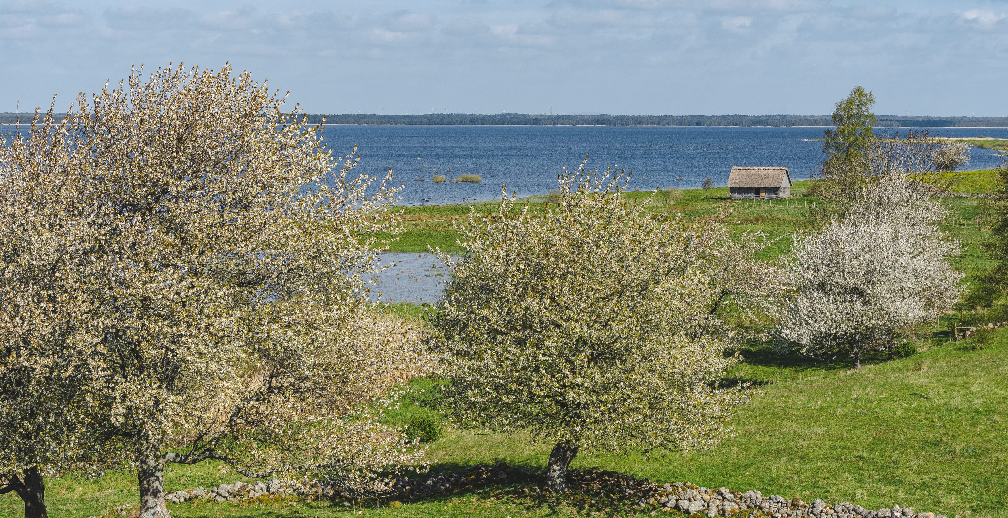 Utsikt över hornborgasjön, blommande körsbärsträd utmed vattnet och en lite lada.