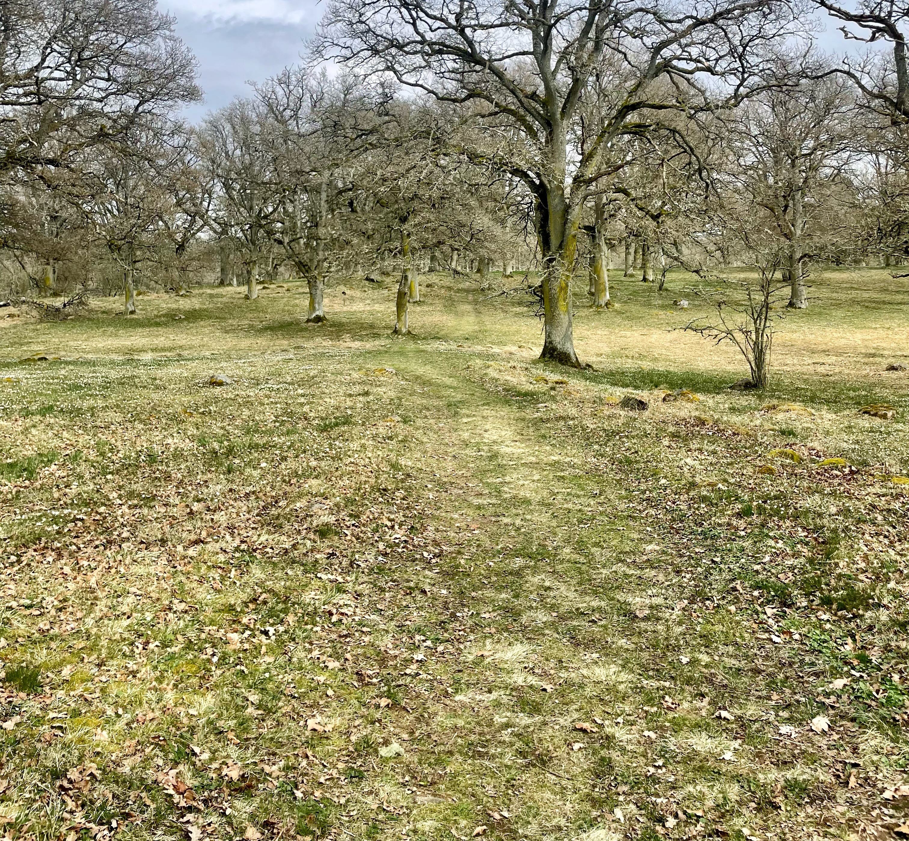 Ängar med gamla ekar 