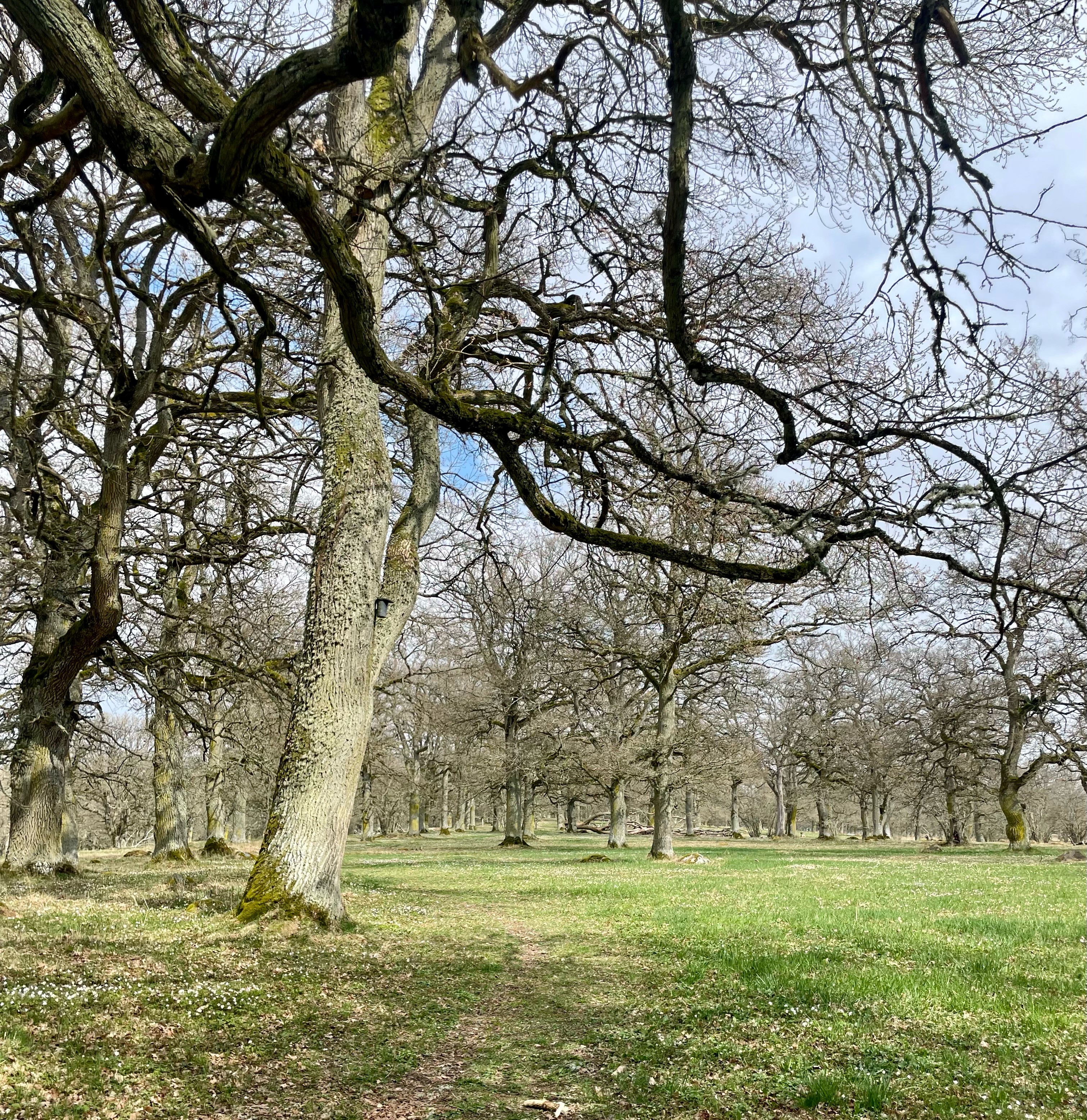 Ängar med gamla ekar 