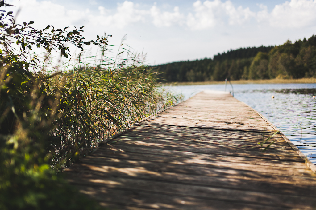 Brygga ut i en sjö med vass vid sidan.