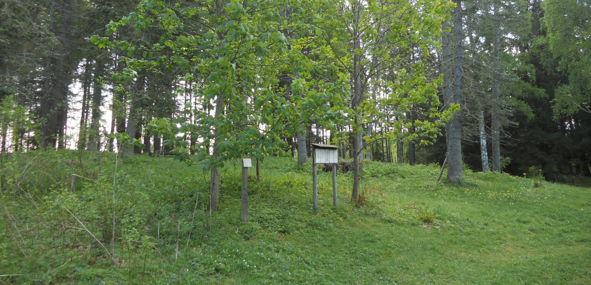 Vandringsled med annorlunda träslag