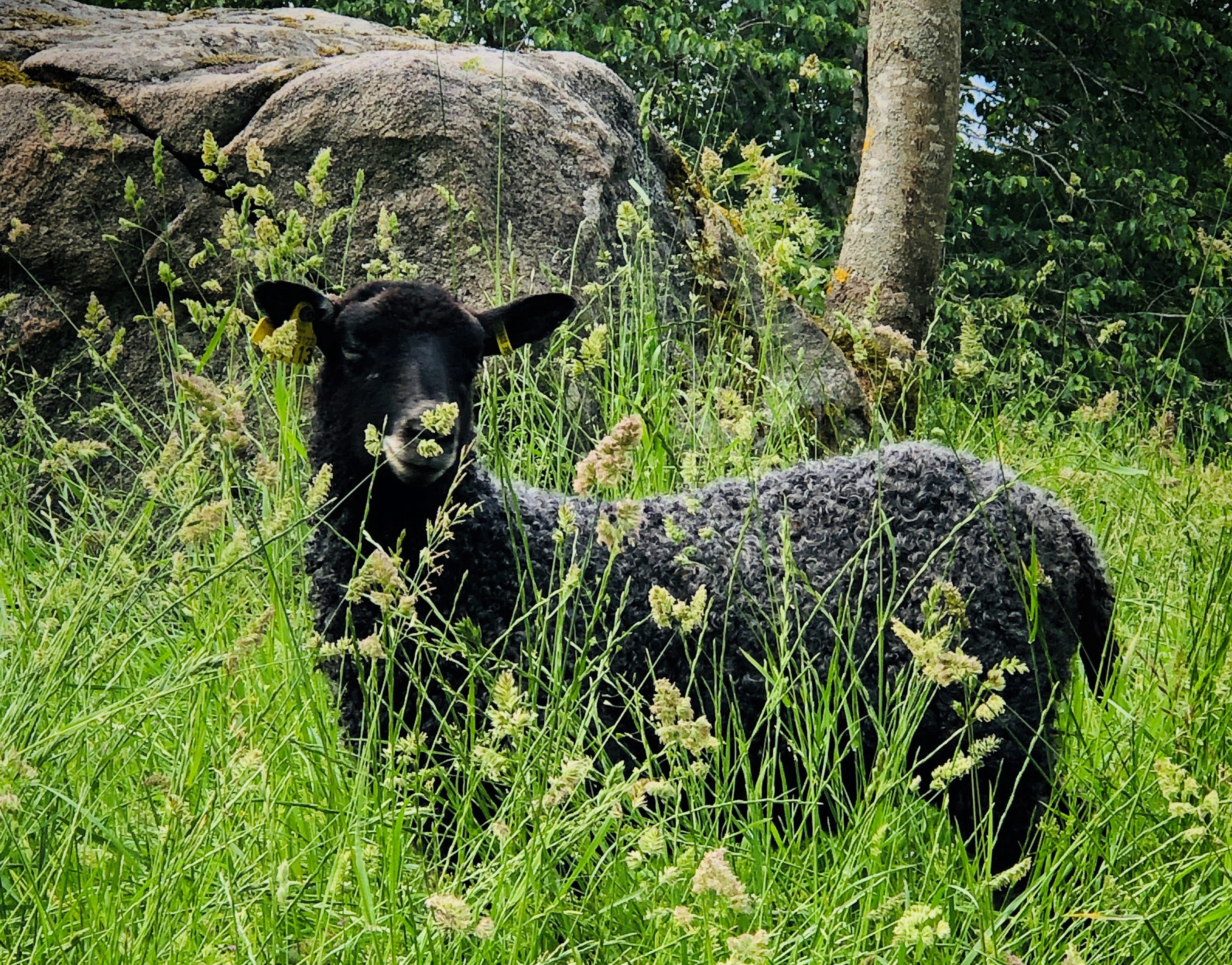 Ett mörkgrått gotlandsfår tittar in i kameran från en grönskande äng.