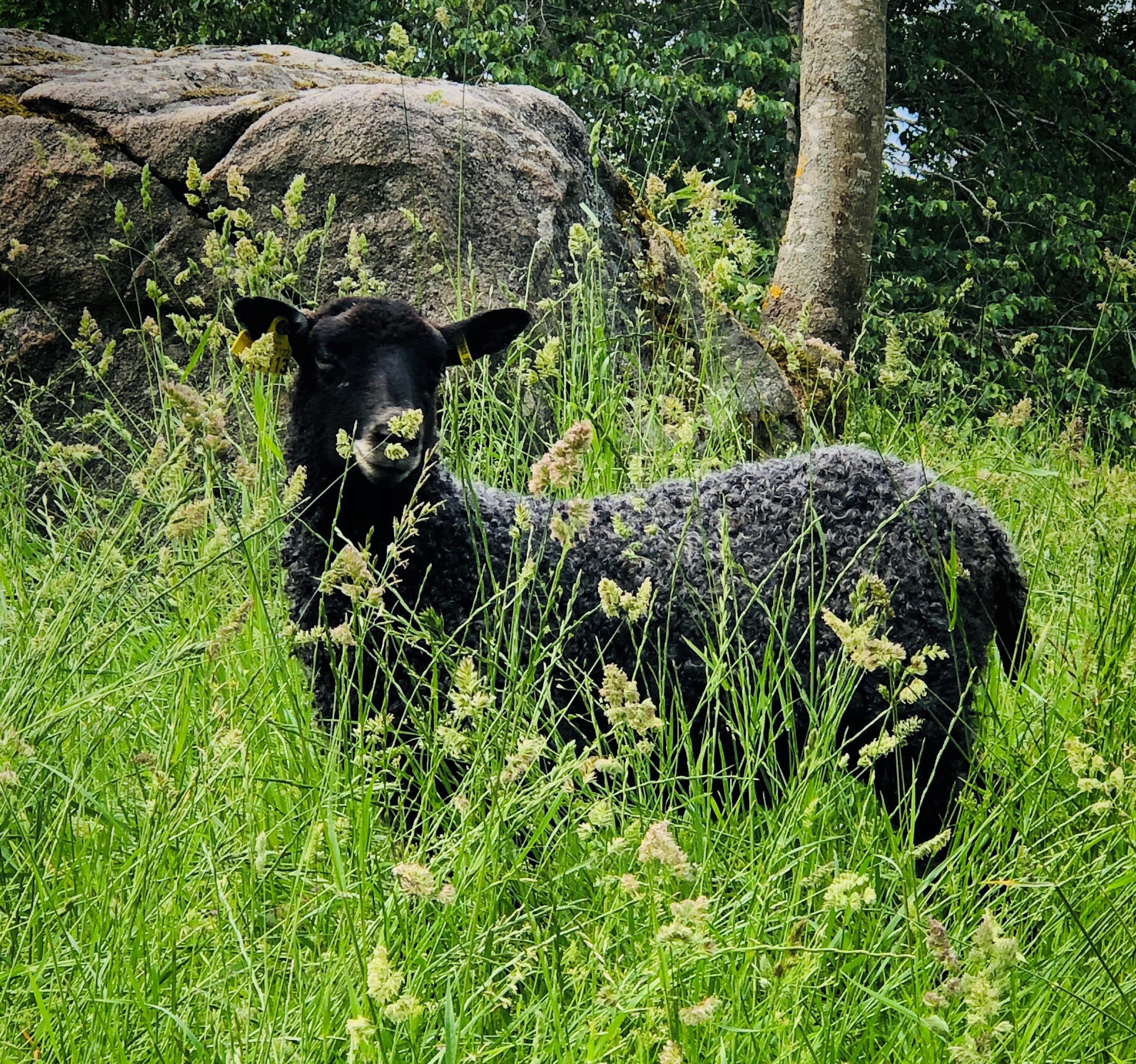 Ett mörkgrått gotlandsfår tittar in i kameran från en grönskande äng.