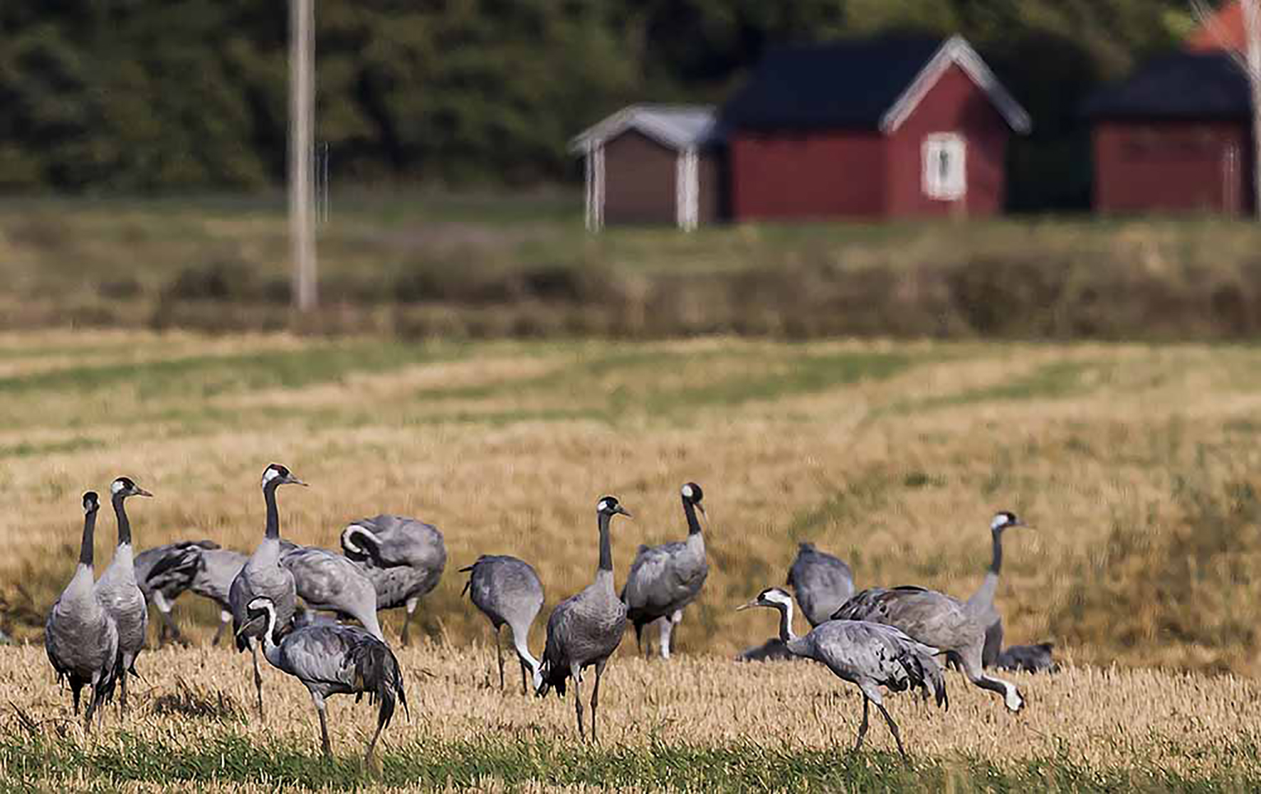 Tranor som går i en flock på ett gärde.