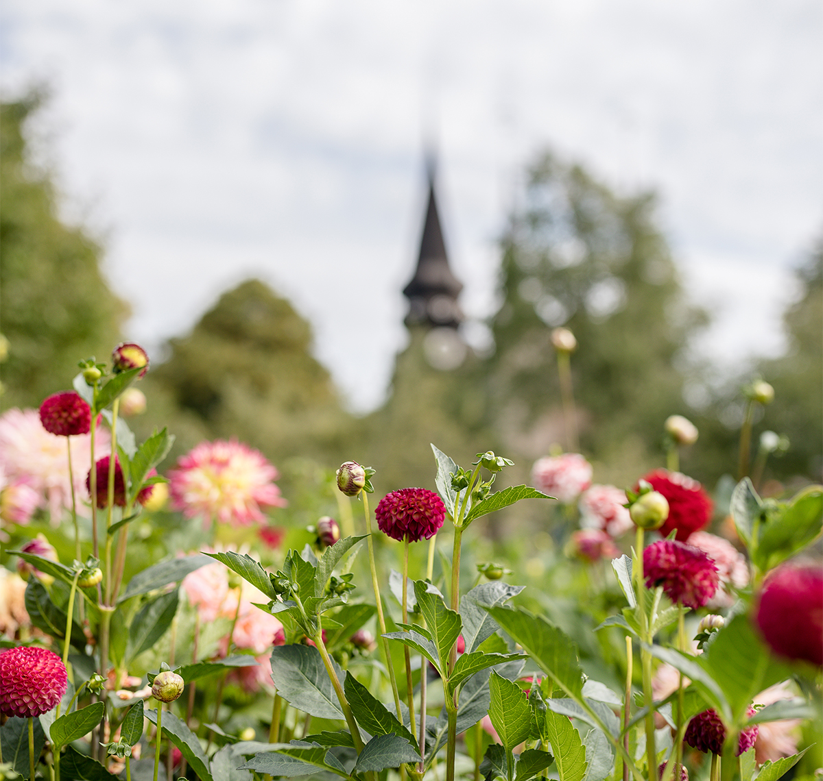 Varnhem monastery and flowers