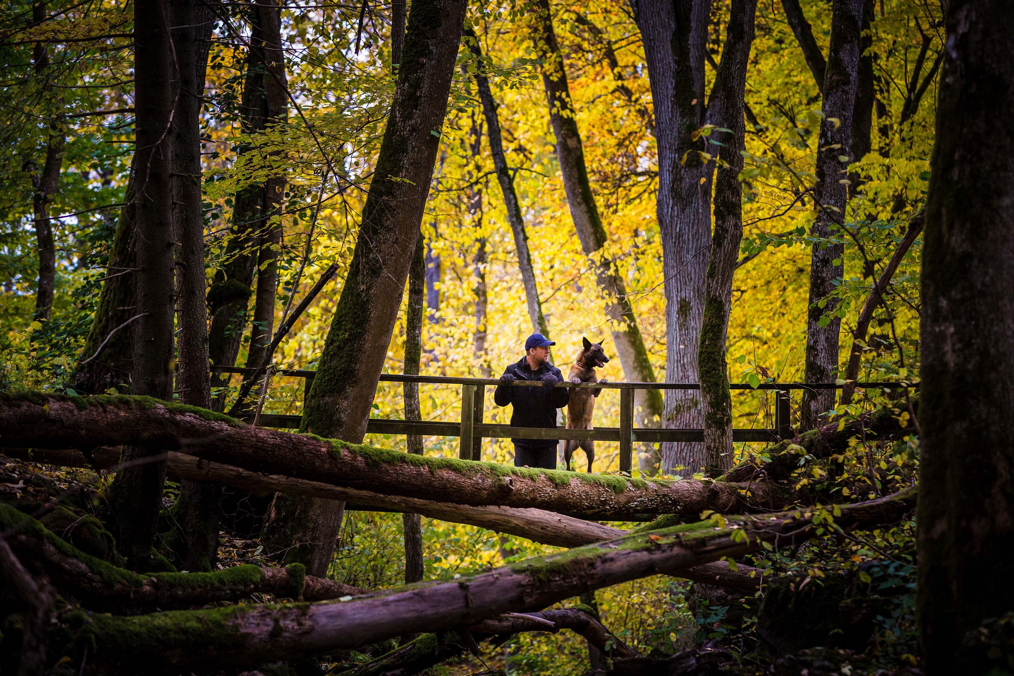 En man och en hund står och kikar på naturen från en bro. Gula löv på träden i bakgrunden.