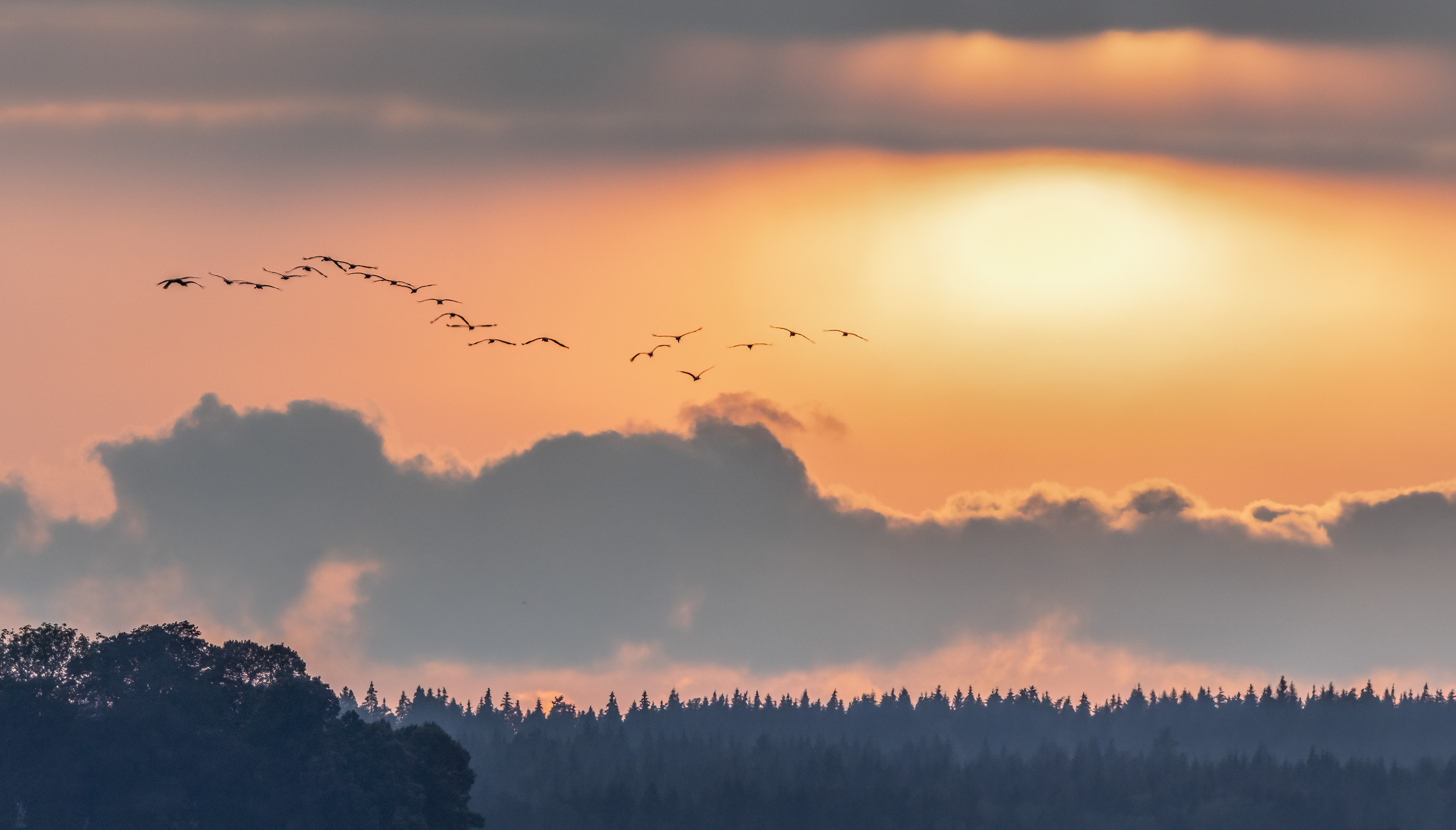 orange och grå himmel med tranor som flyger på långt håll.