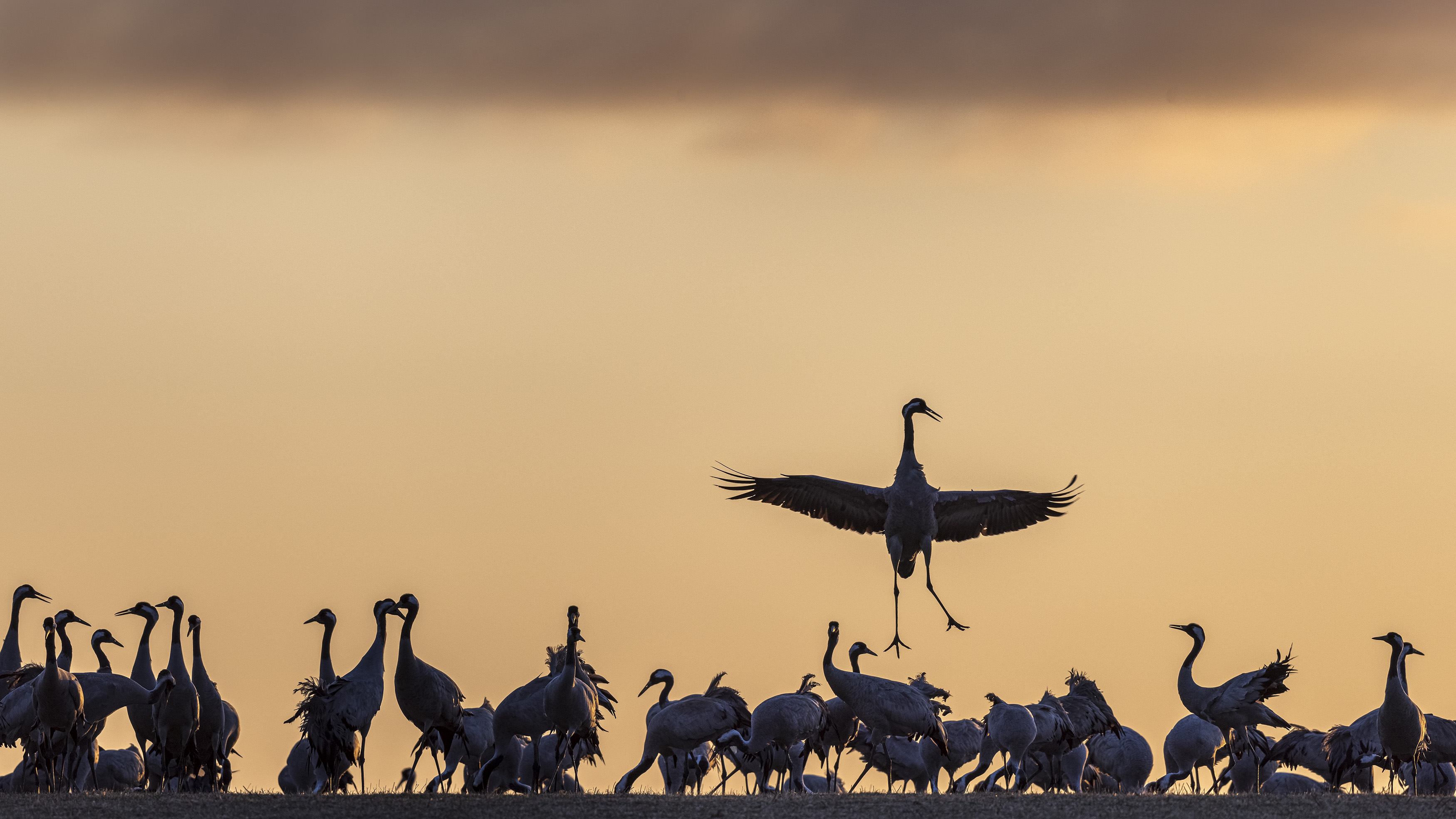 Orange himmel och dansande tranor i siluett.