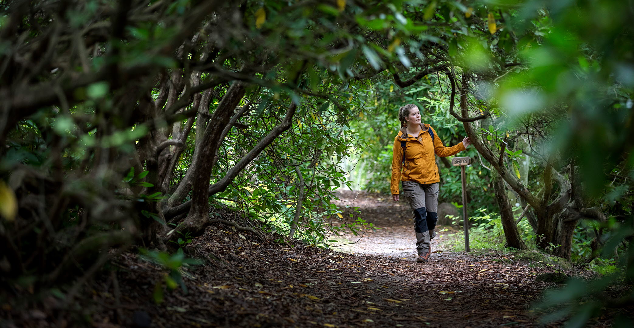 En kvinna i gul jacka och blå ryggsäck vandrar längs en stig omgiven av en grön tunnel av Rhododendronbuskar. 