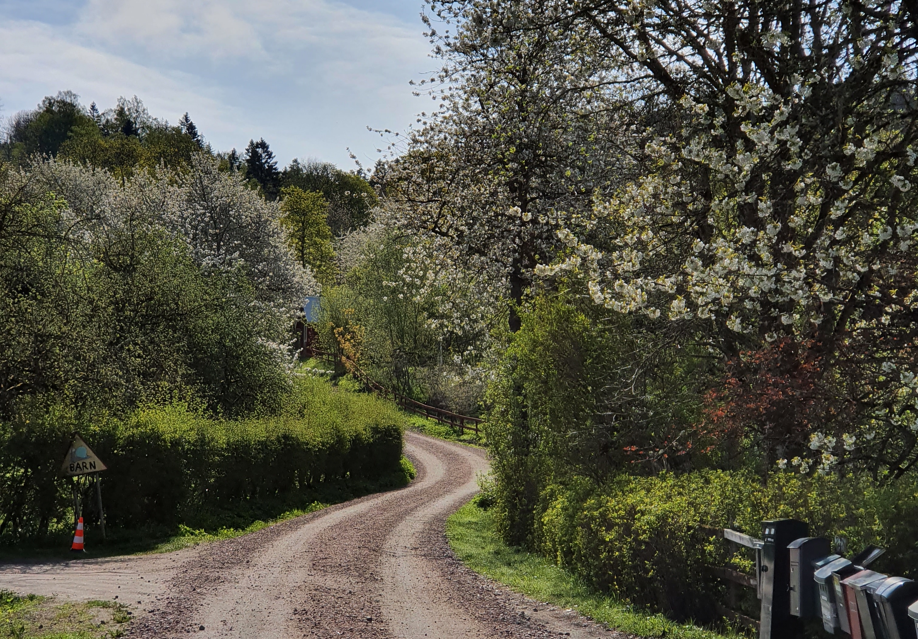 grusväg som slingrar sig genom ett grönt och lummigt landskap.