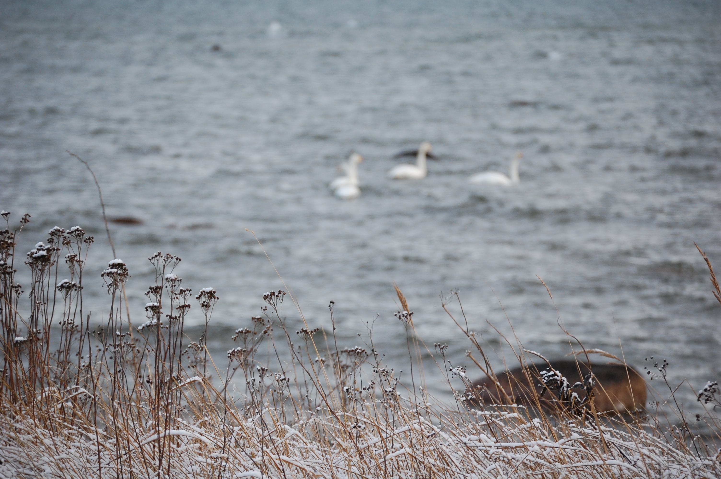 En sjö med tre svanar på vintern.