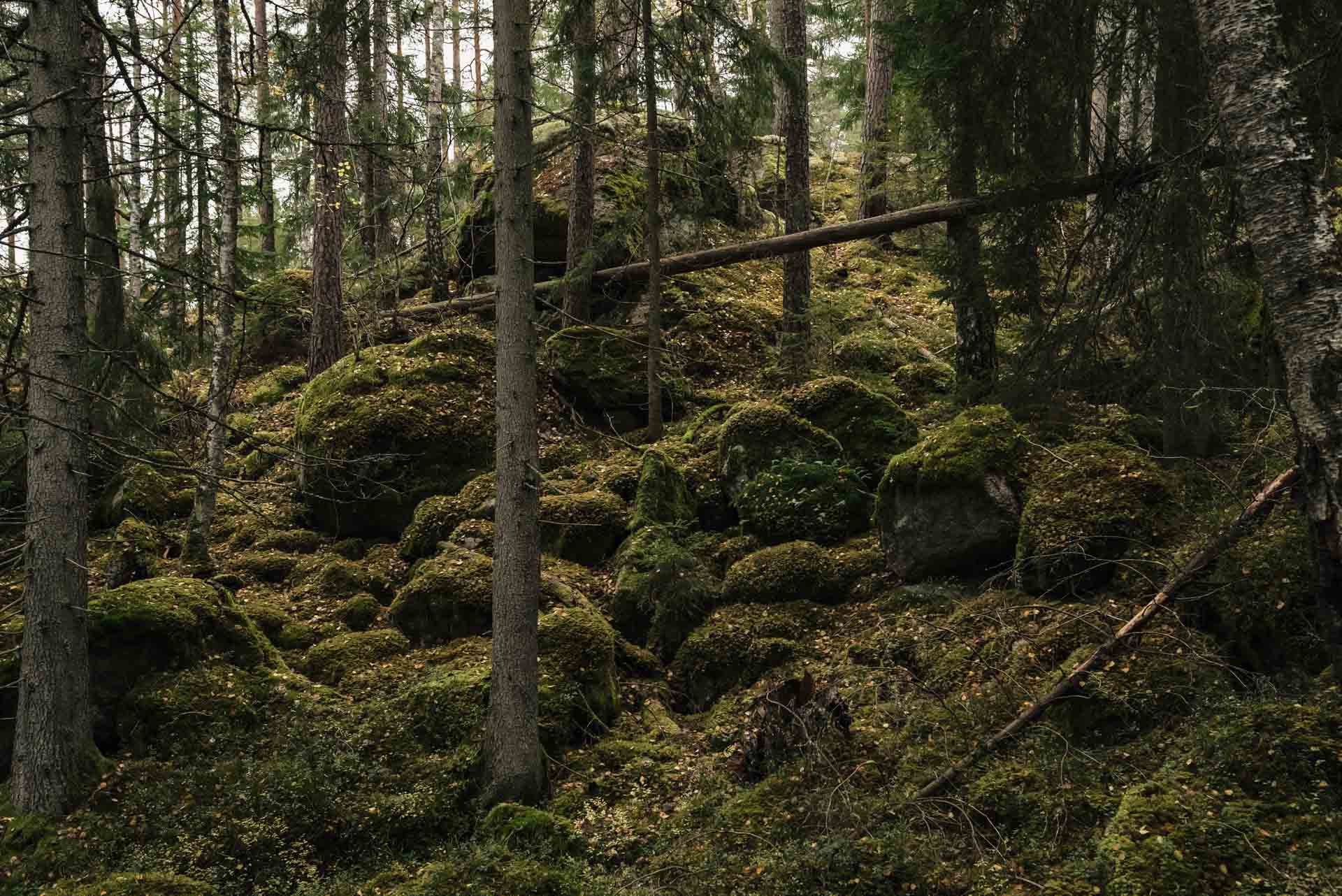 Skog med träd och stenar med mossa.