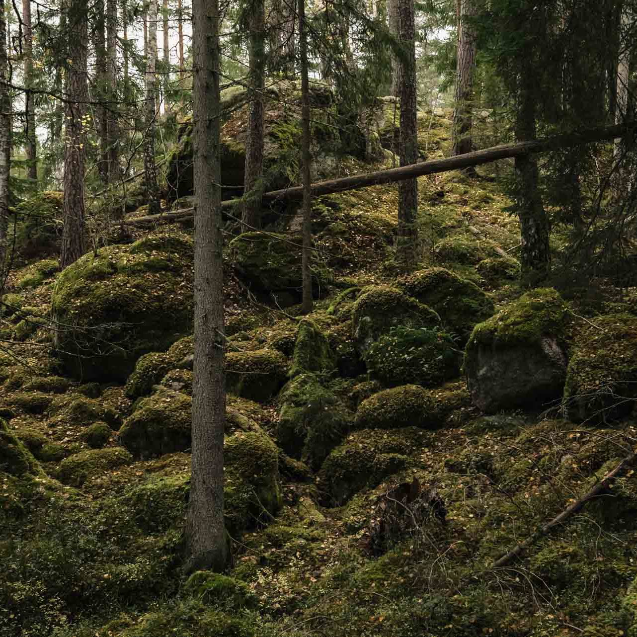 Skog med träd och stenar med mossa.