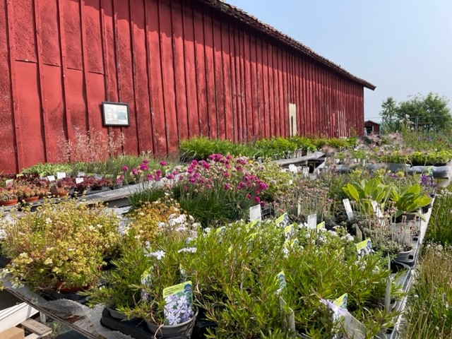 Ingelas Trädgård