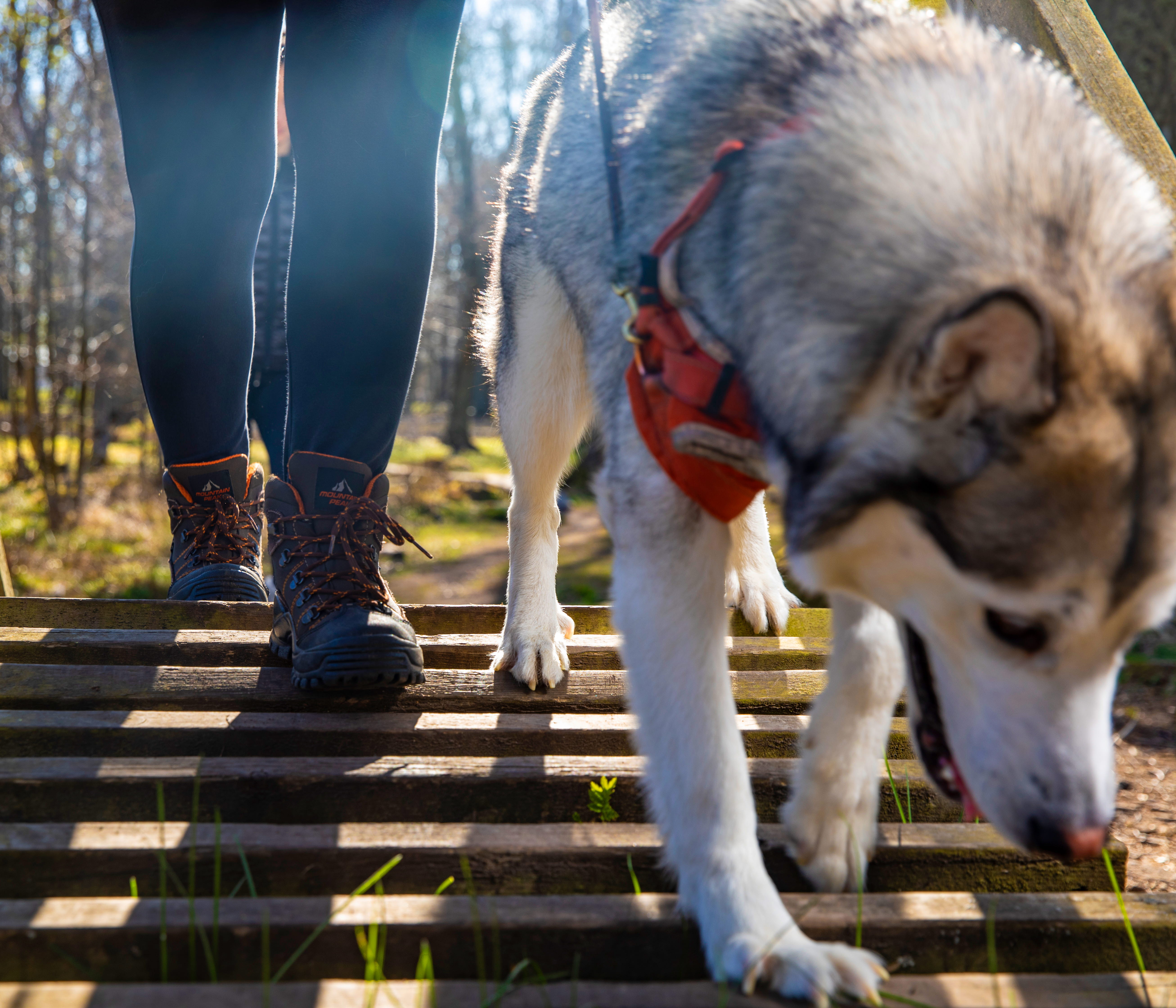 Hund och människa som vandrar i skogen, de går över en spång,