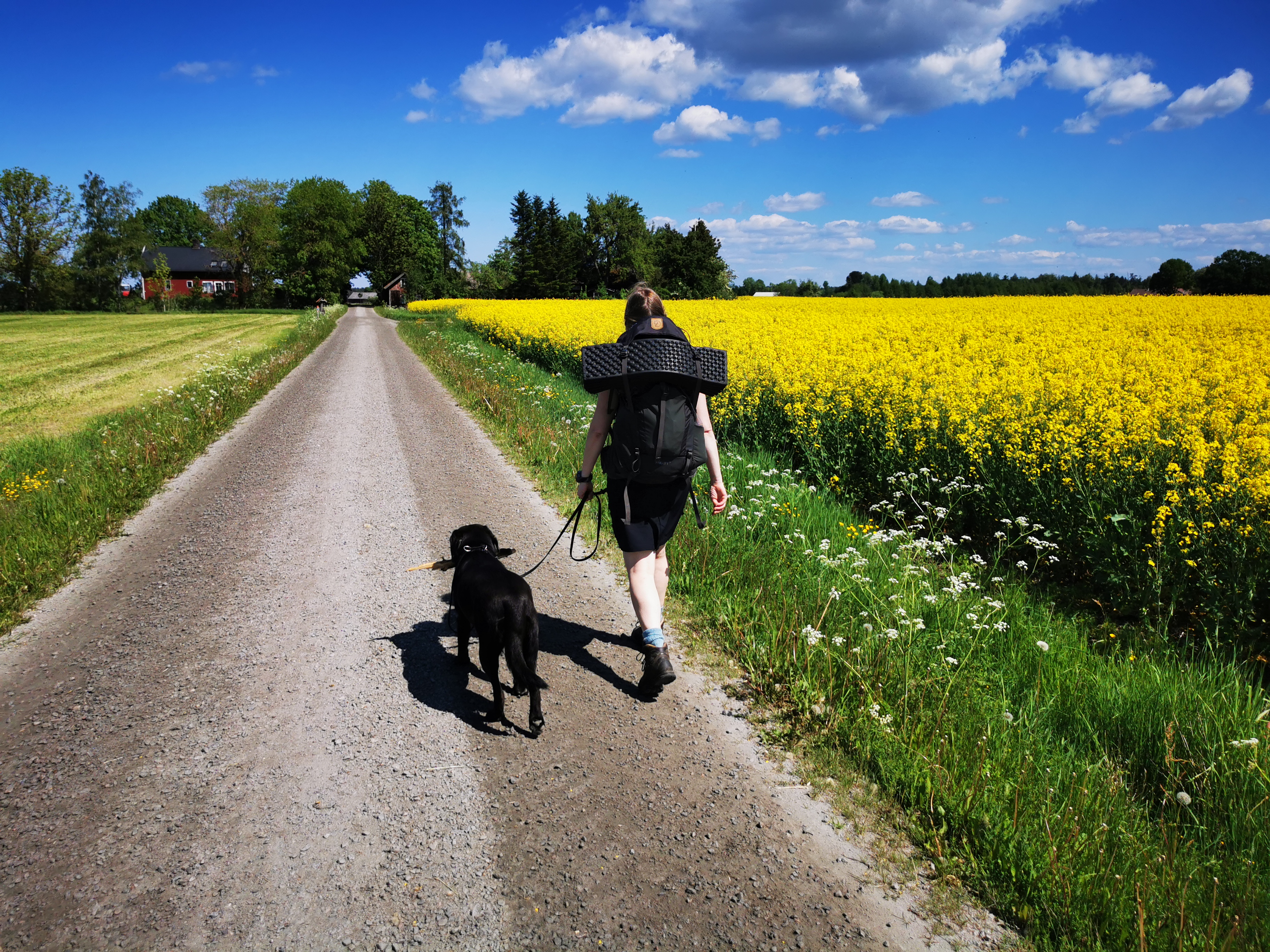 Kvinna vandrar med hund på grusväg en sommardag med gula rapsfält på sidan av vägen.
