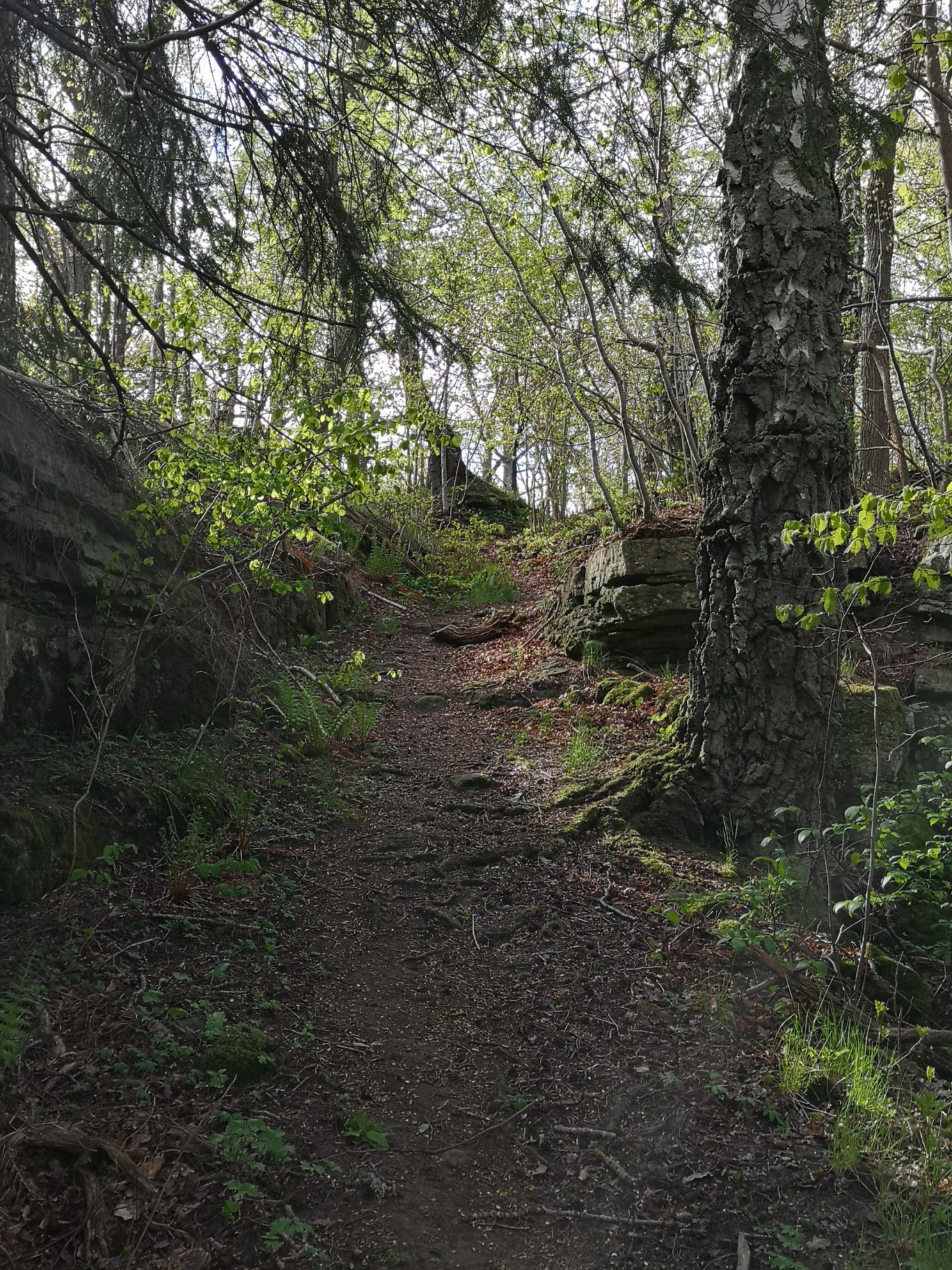 Naturbild från en led på Kinnekulle.