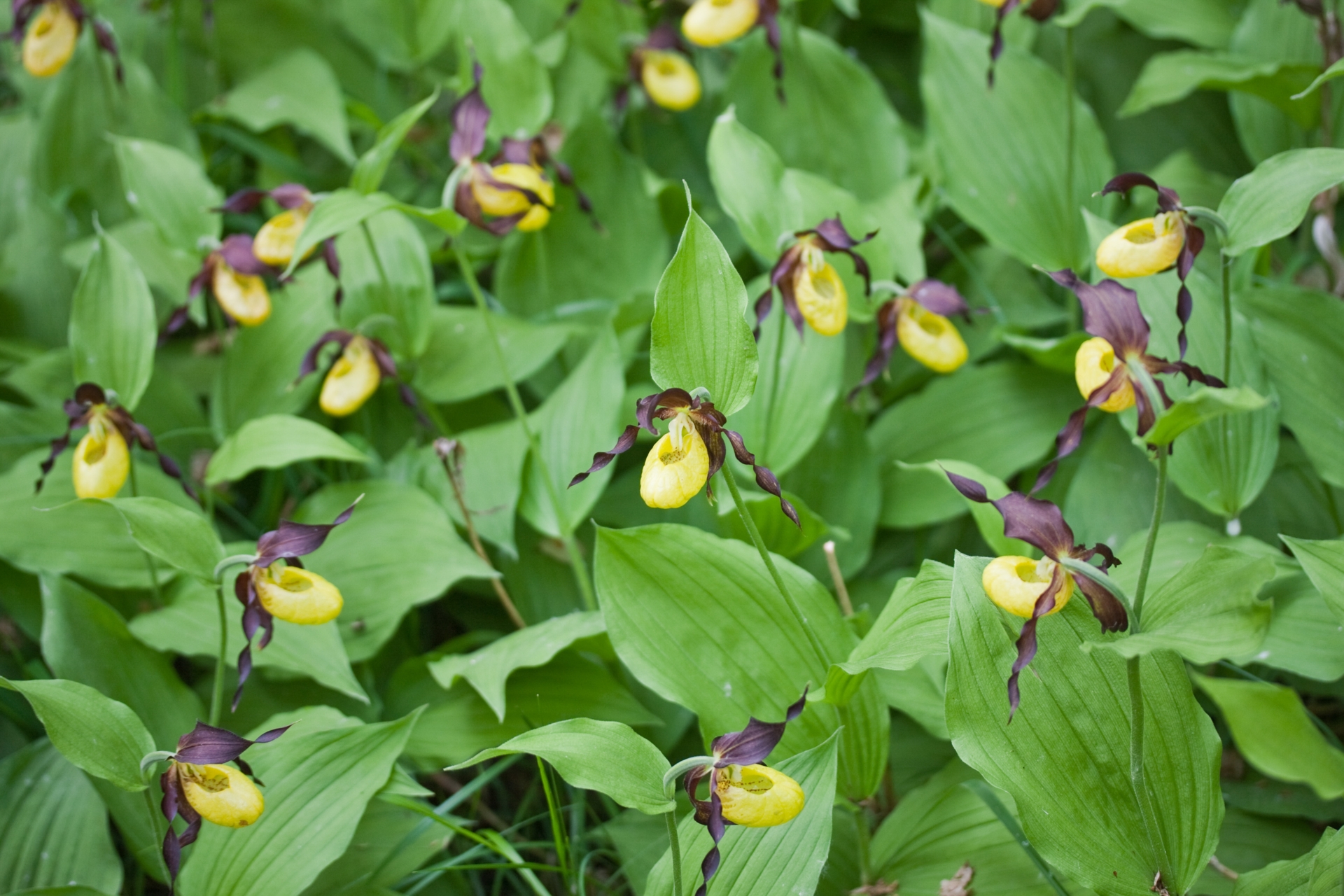 Guckusko som blommar med gula och lila blommor