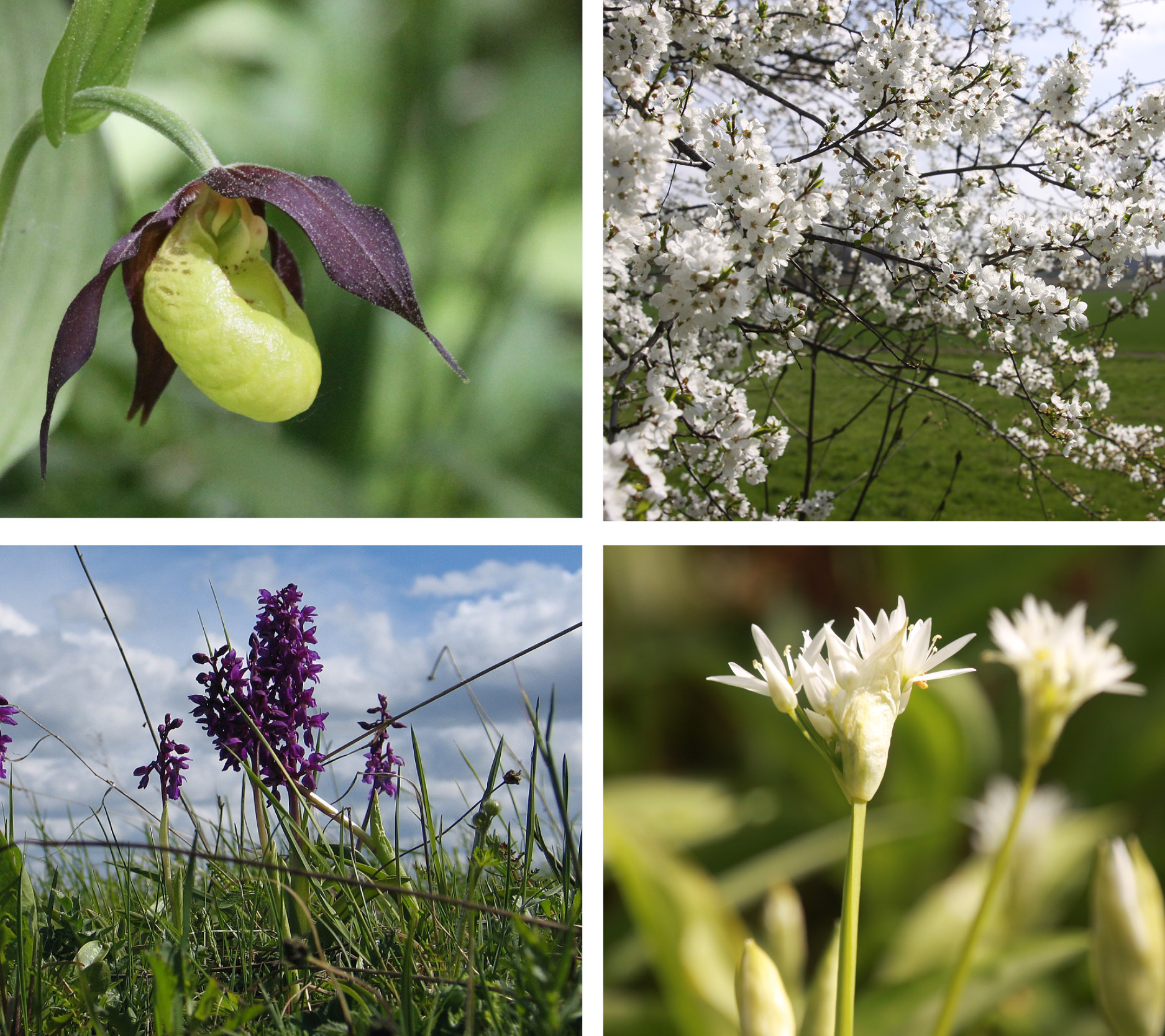 Blommor på Kinnekulle