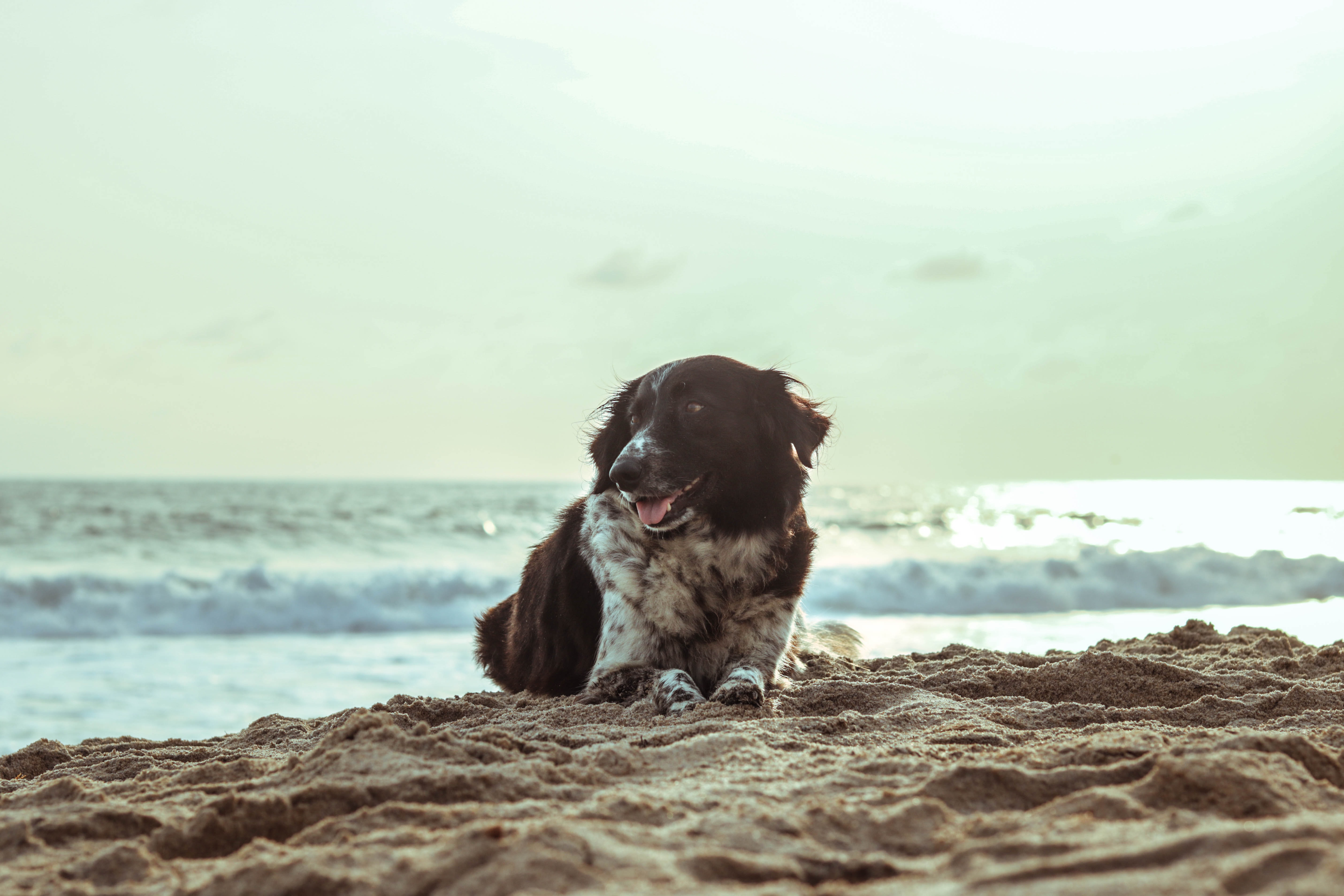 En vit och brun hund ligger på en strand.