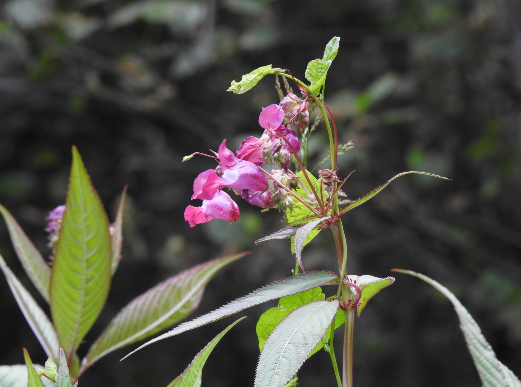 Rosa blomma med gröna blad.
