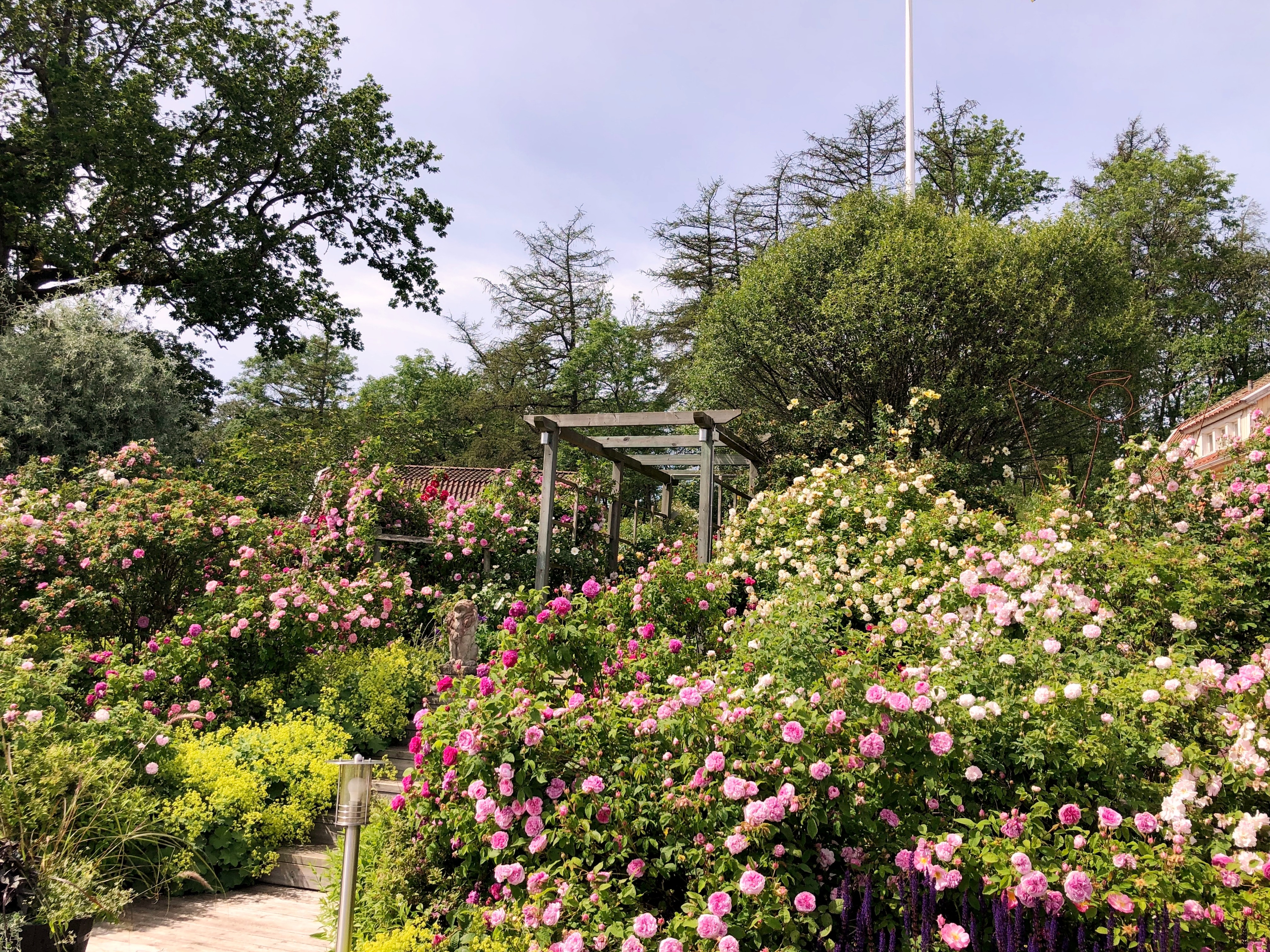 Vy över rosenträdgård hos Källdalens rosor & café på Kinnekulle.