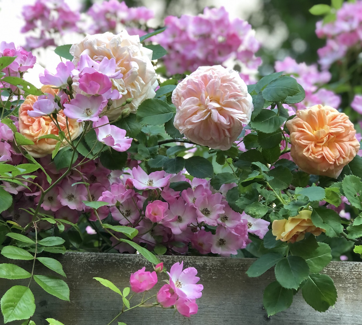 Källdalens rosor & café