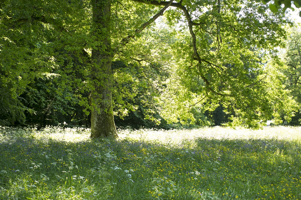 A tree on a green meadow