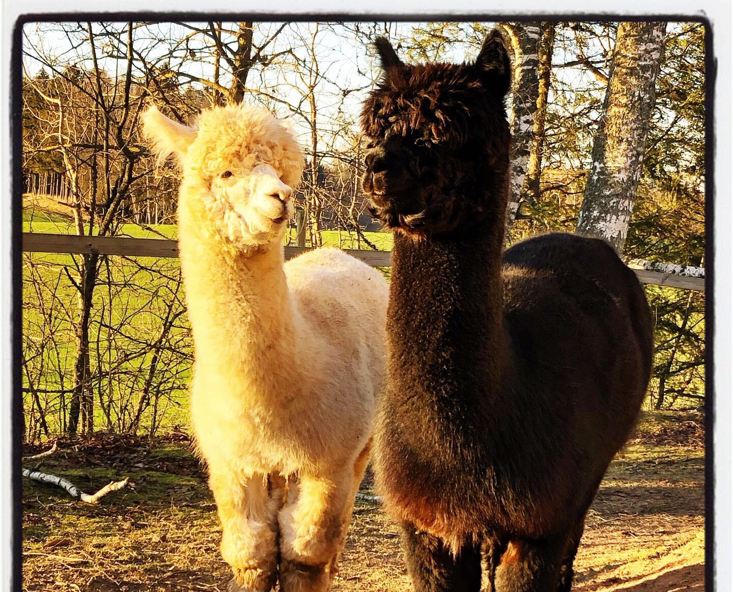 Apackorna Triumph och Hugo Boss från Krokens Alpacka i Trässberg utanför Lidköping