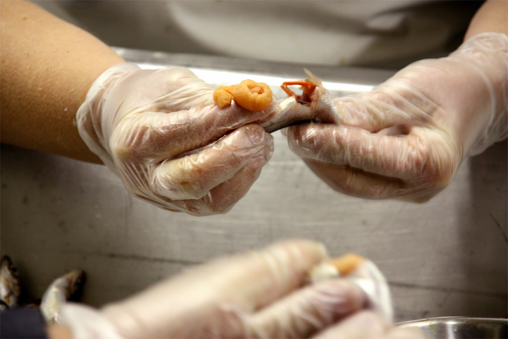 Löjroms klämning. Händerna bär plasthandskar.