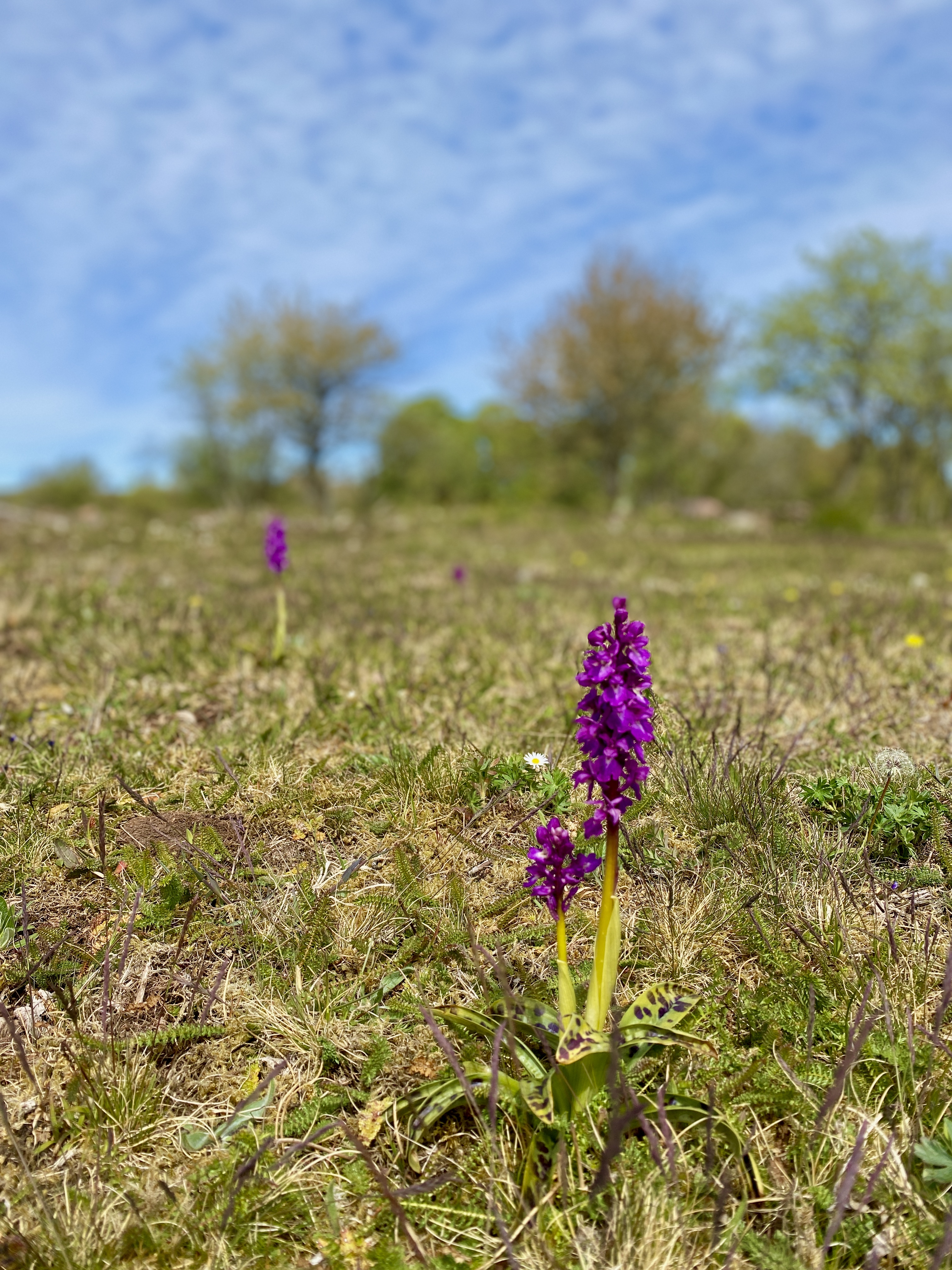 A spring photo with blooming trees and various flowers on a calcareous nature reserve at Kinnekulle.