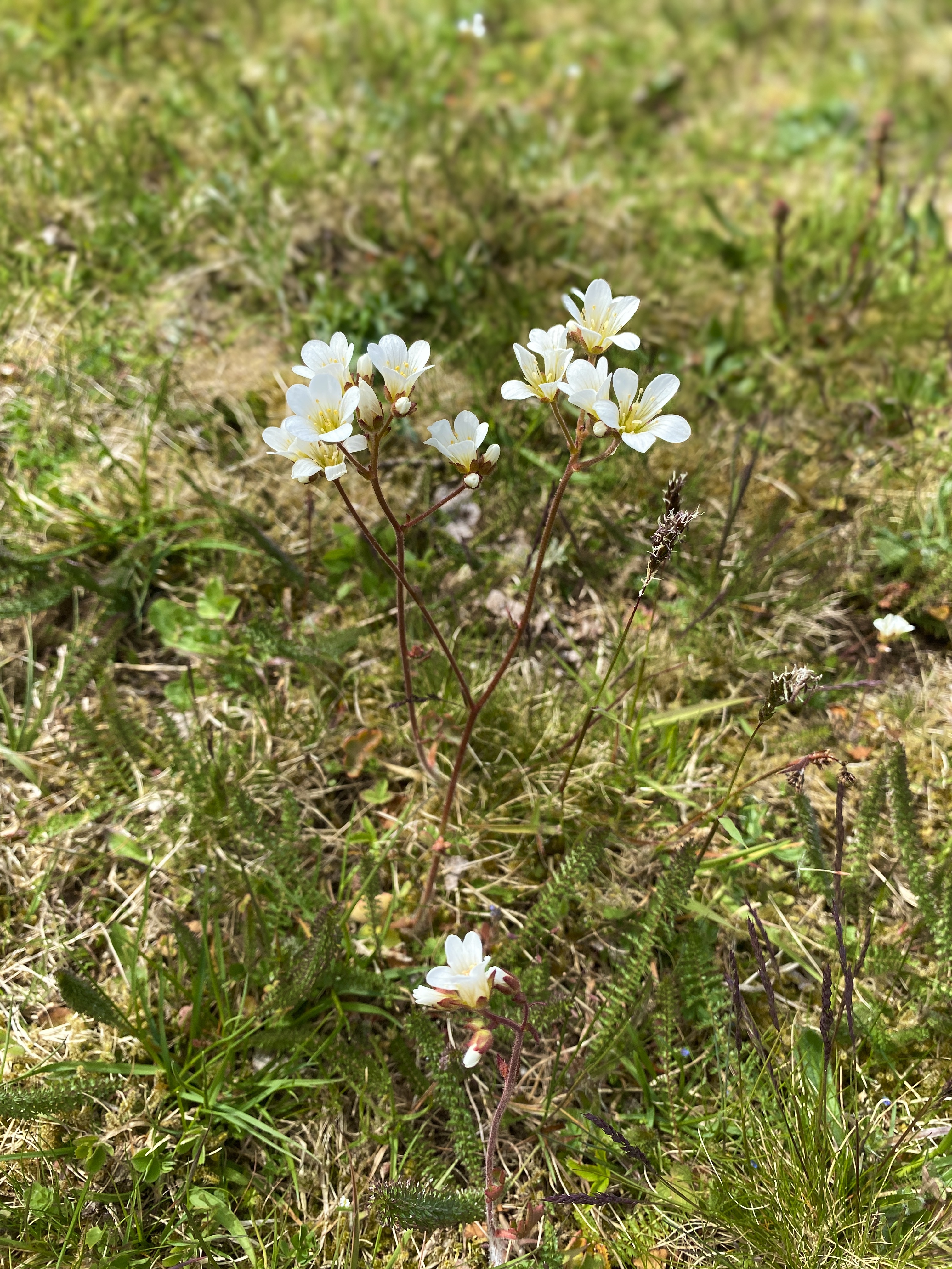 Ett vårfoto med blommande träd och olika blommor på ett kalkrikt naturreservat på Kinnekulle. 