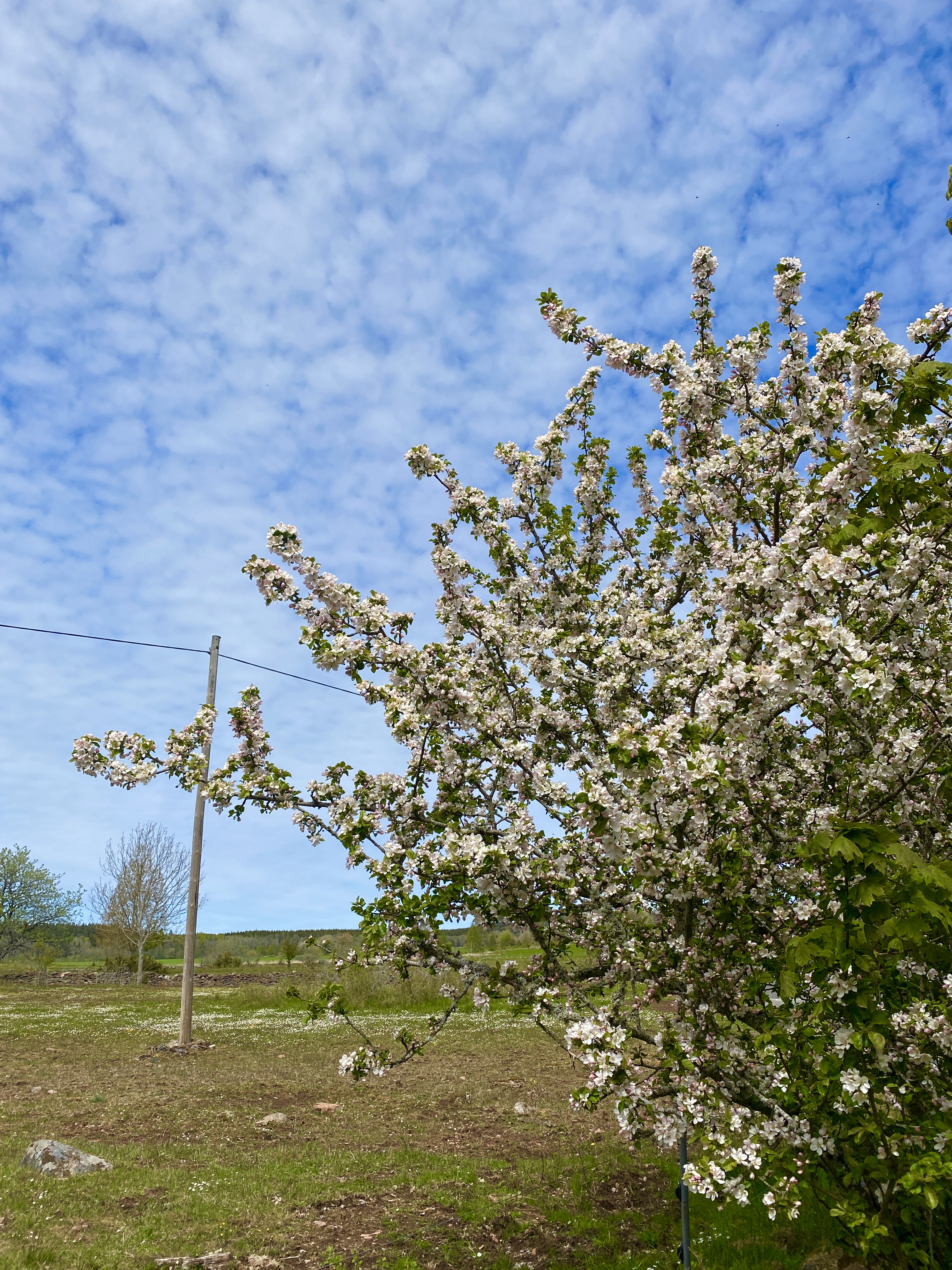 Ett vårfoto med blommande träd och olika blommor på ett kalkrikt naturreservat på Kinnekulle. 