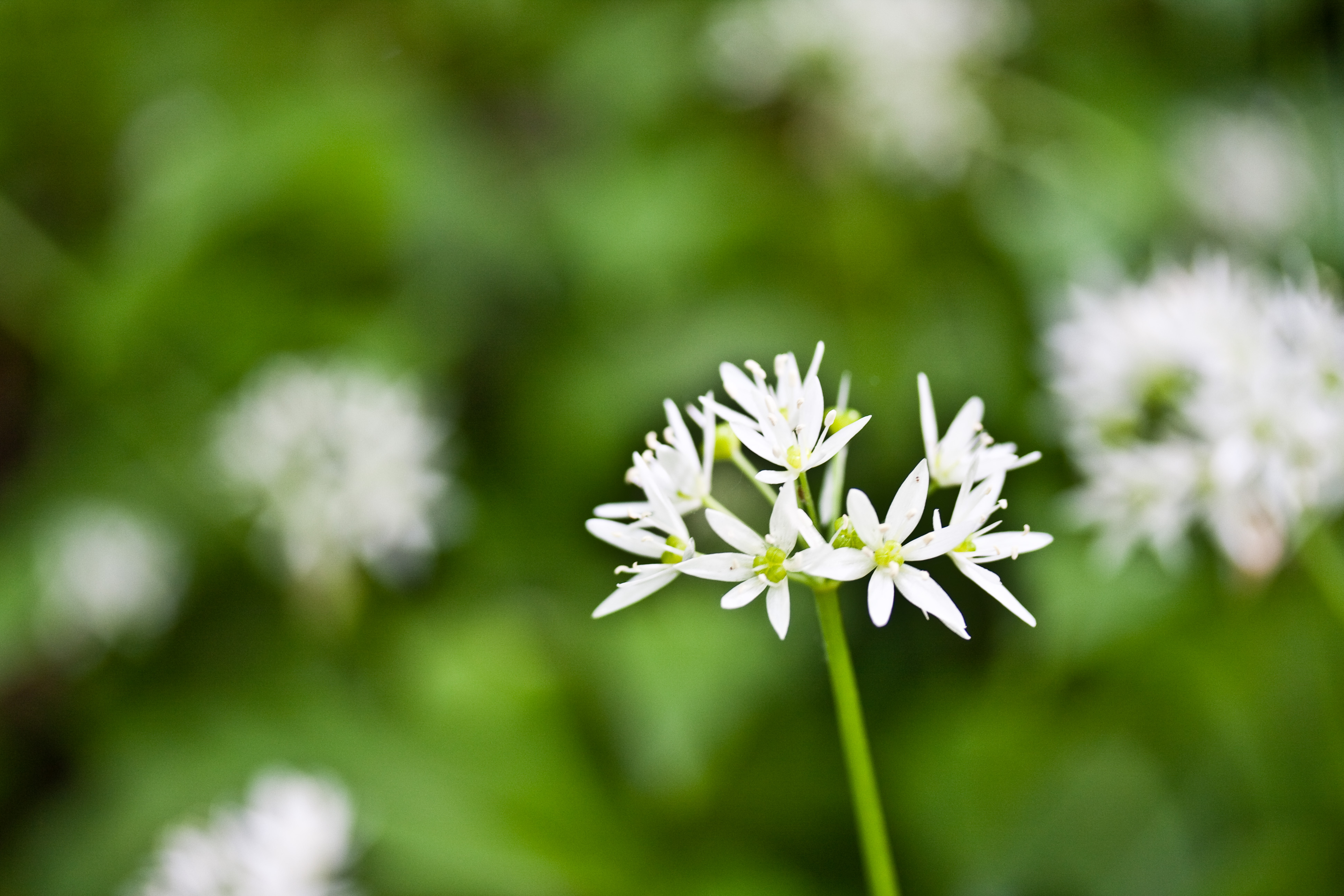 Närbild på en vit ramslöksblomma. Bakgrunden är suddig, där skymtas fler ramslöksblommor.