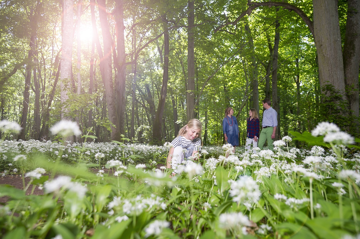 Blommande ramslök i en lövskog