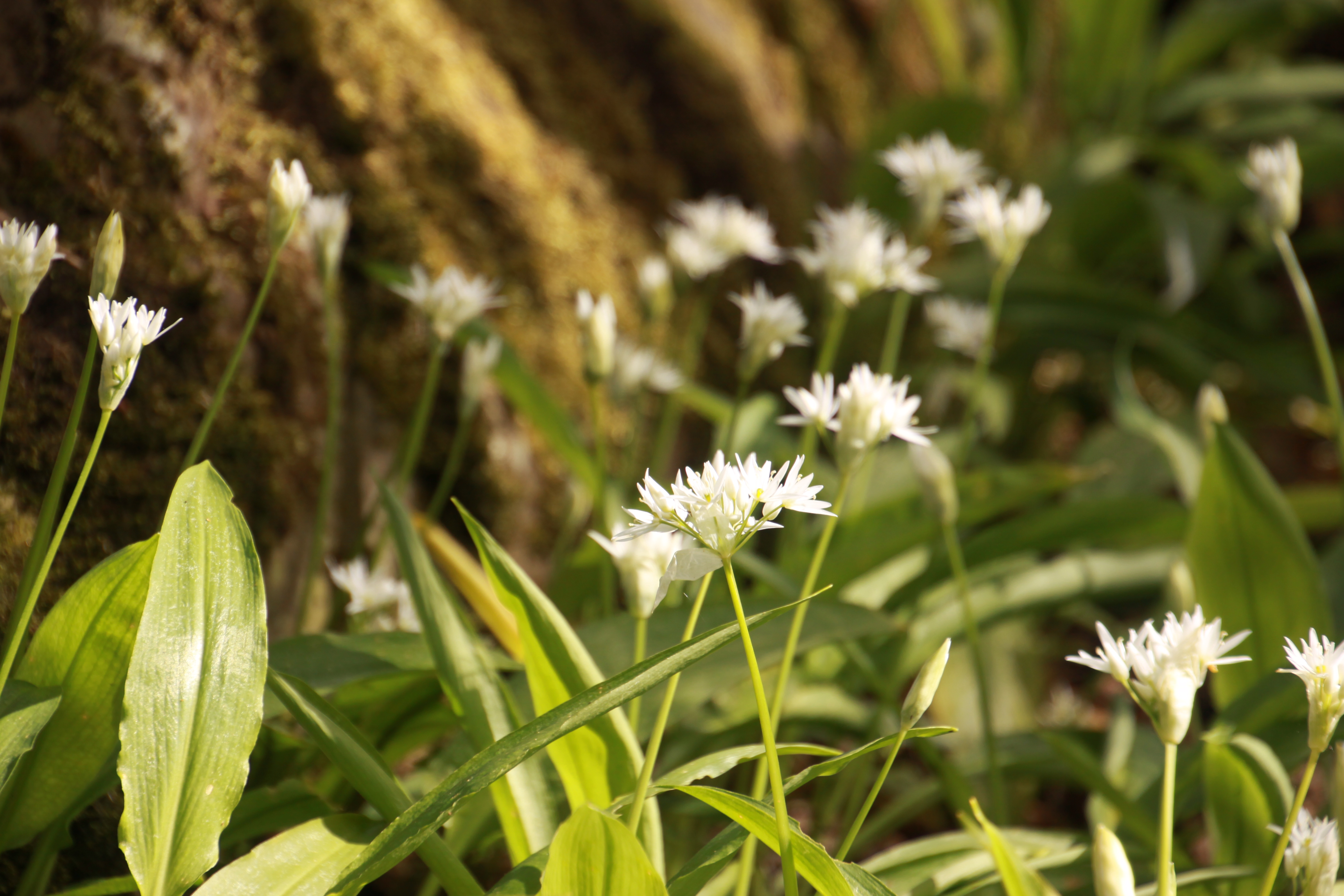 Ramslöken is bloming on Västerplana Storäng