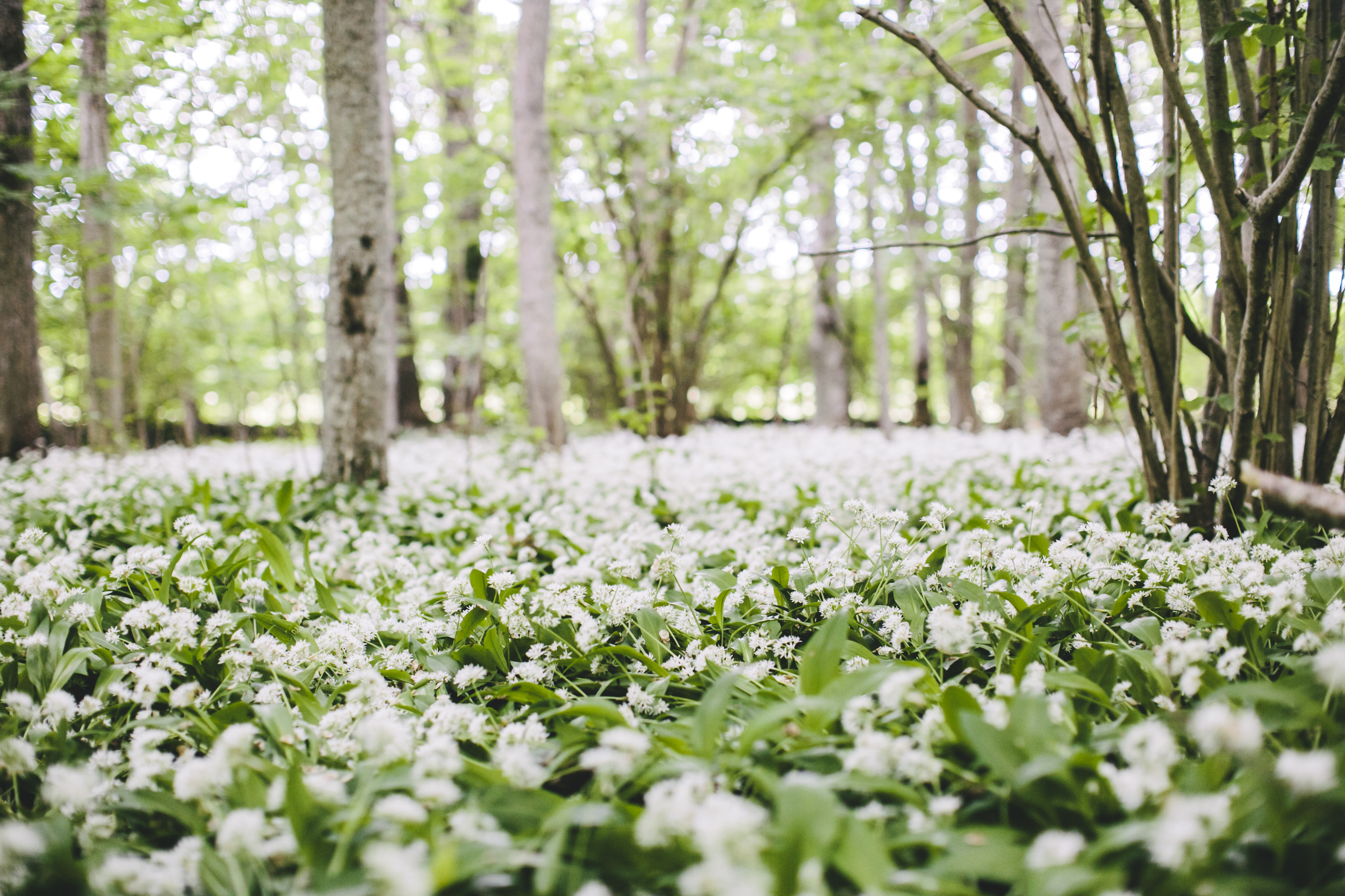 Close up of bunch of white flowers covering the ground.