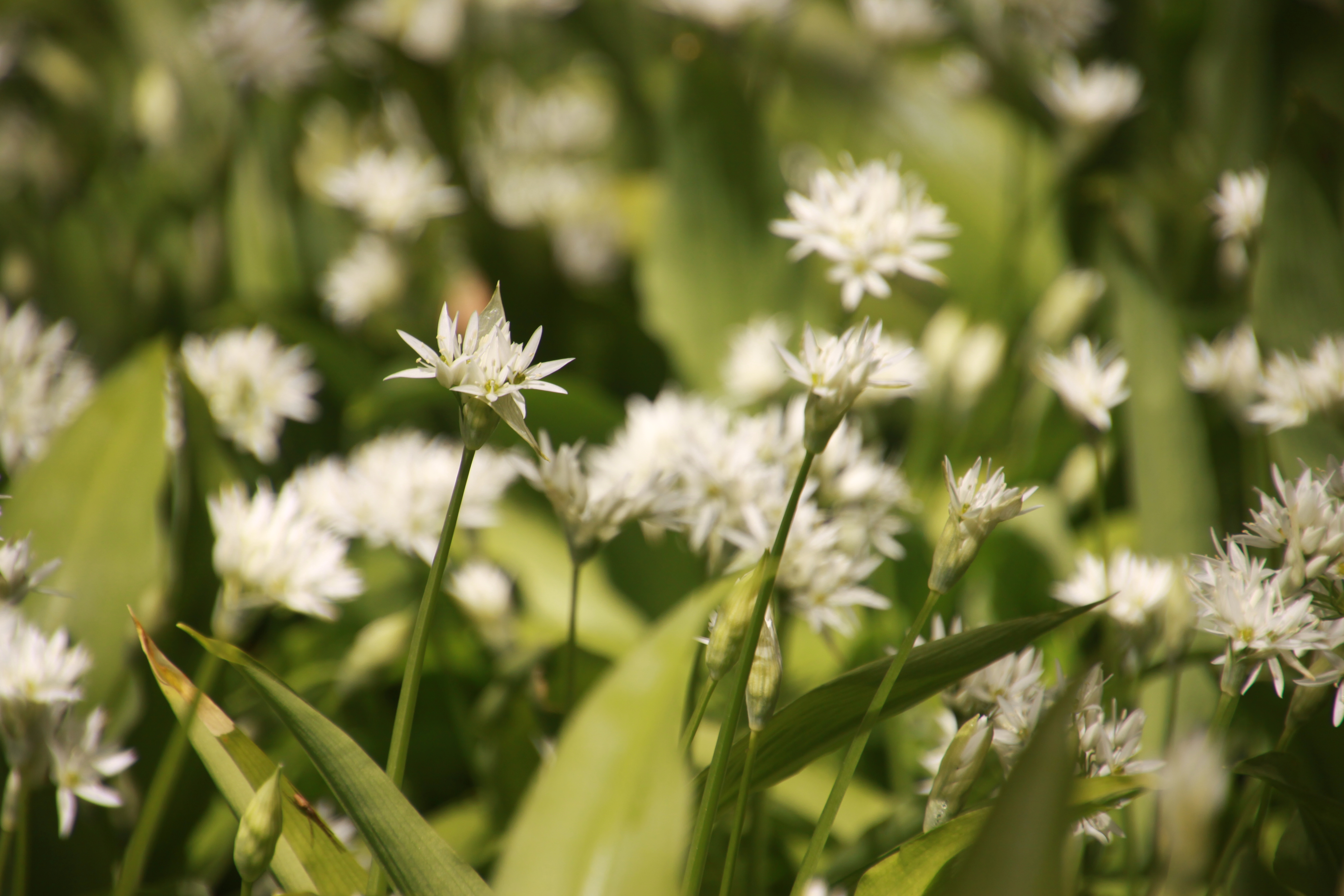 Blommande ramslök med vita blommor och gröna blad